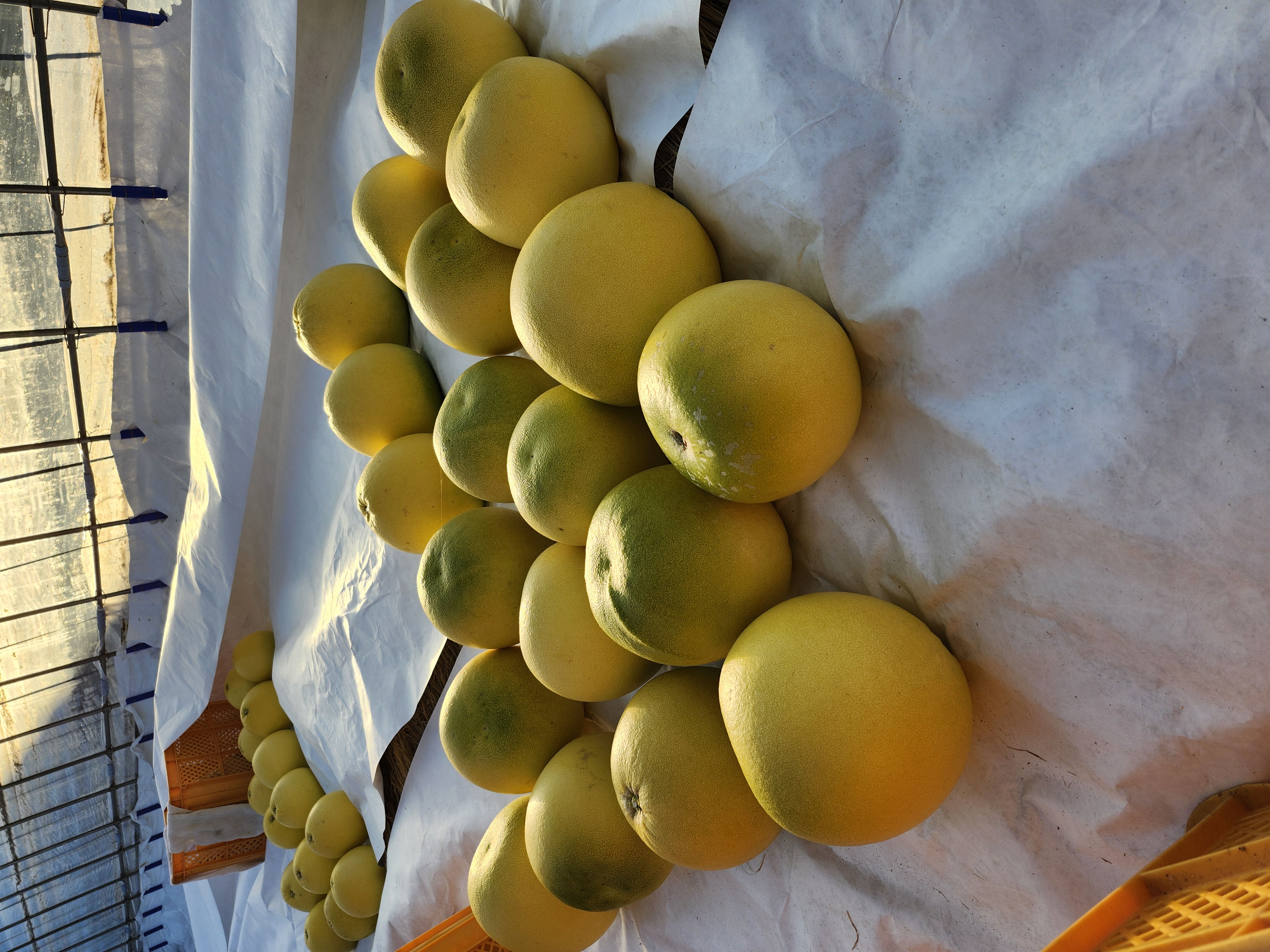 晩白柚収穫!来年もよろしくお願いします。 12月30日