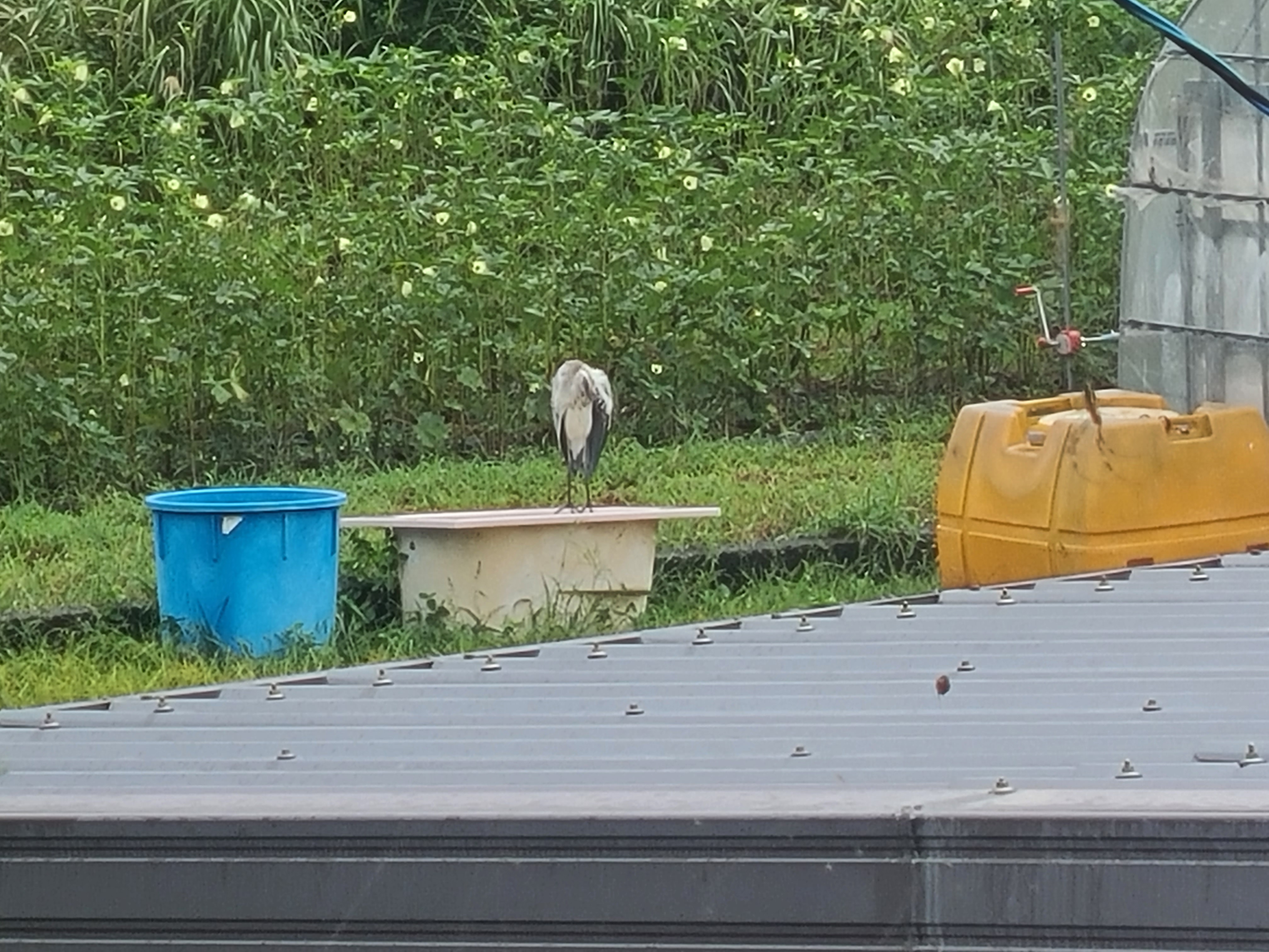 ハウス近くに鷺？　9月14日