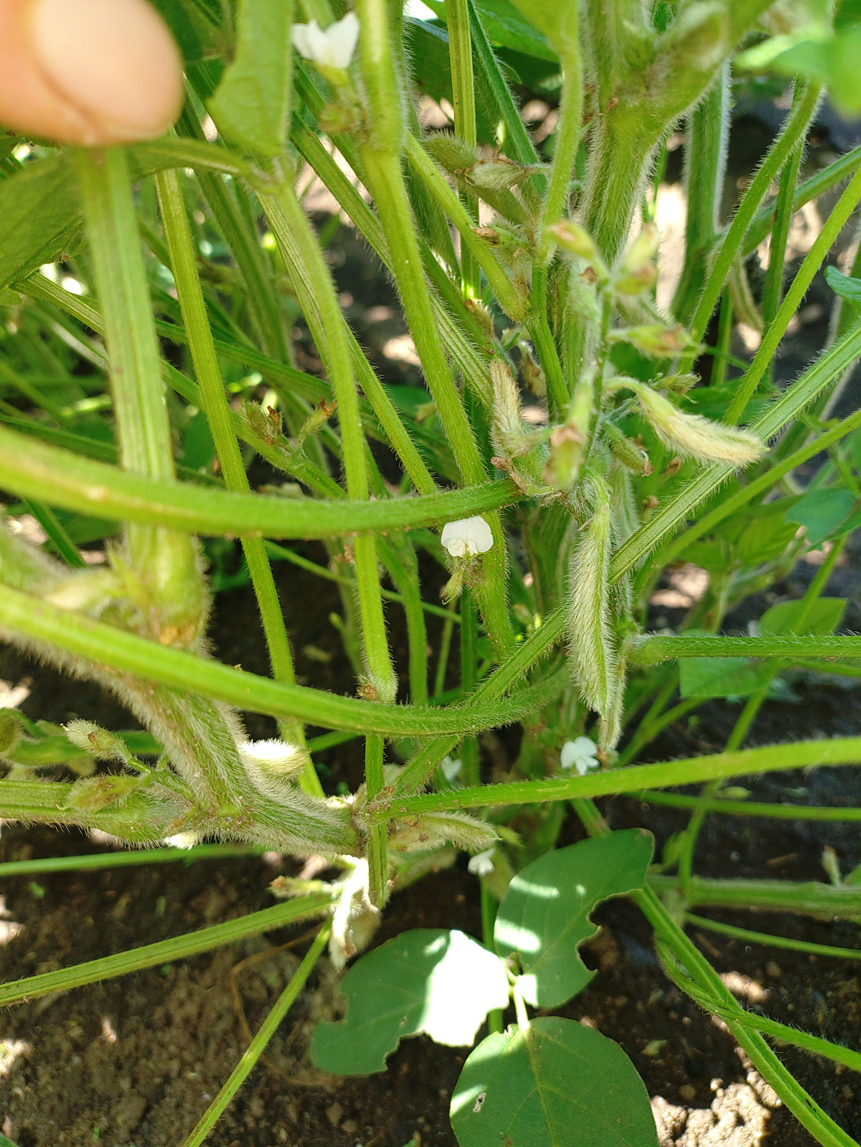 予約開始しました