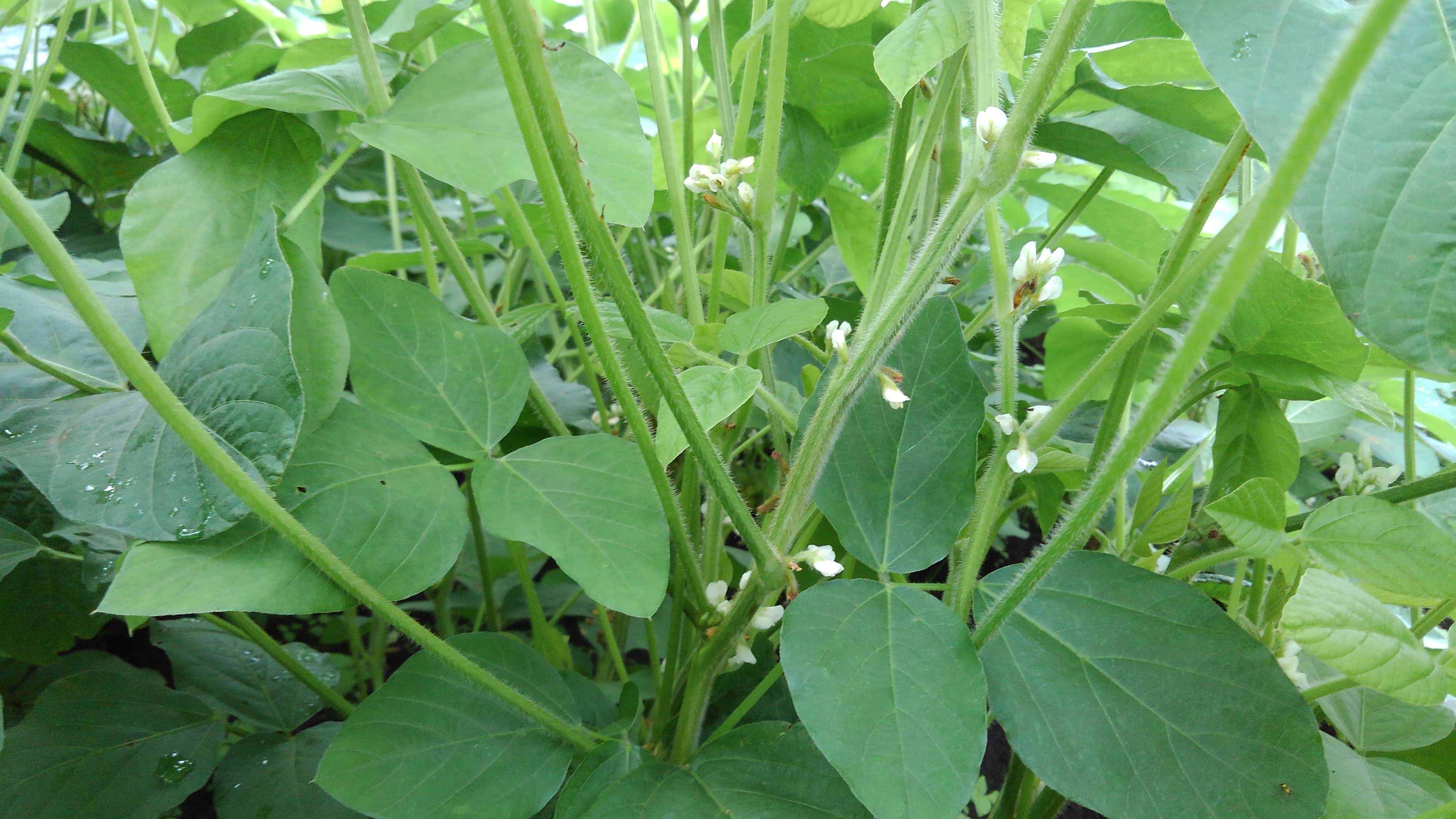 小糸在来の花
