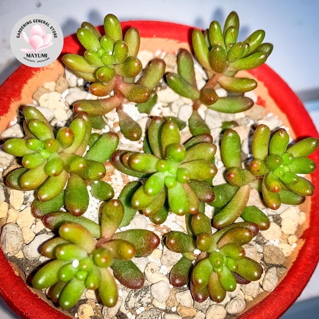 続々と狩ってます。