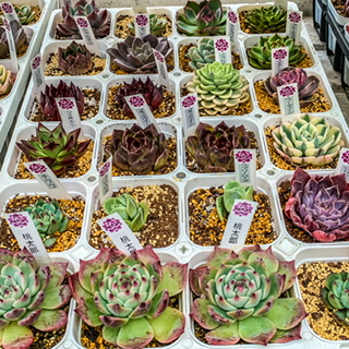 多肉植物の育て方