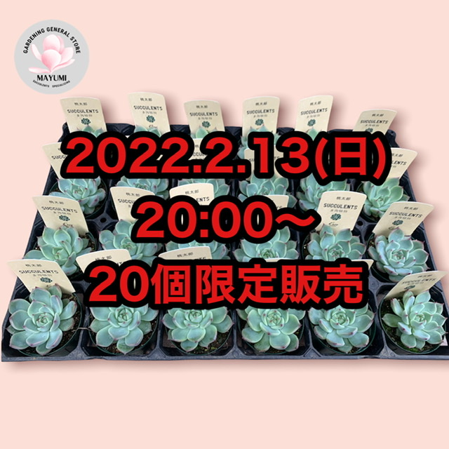 エケベリア【桃太郎】2.5合サイズ