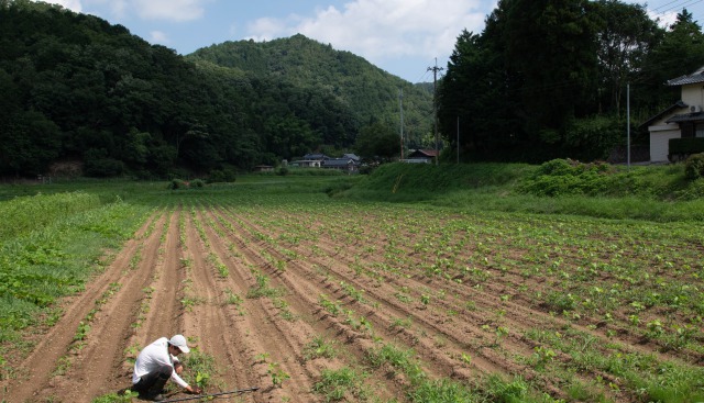 黒豆の植え付け