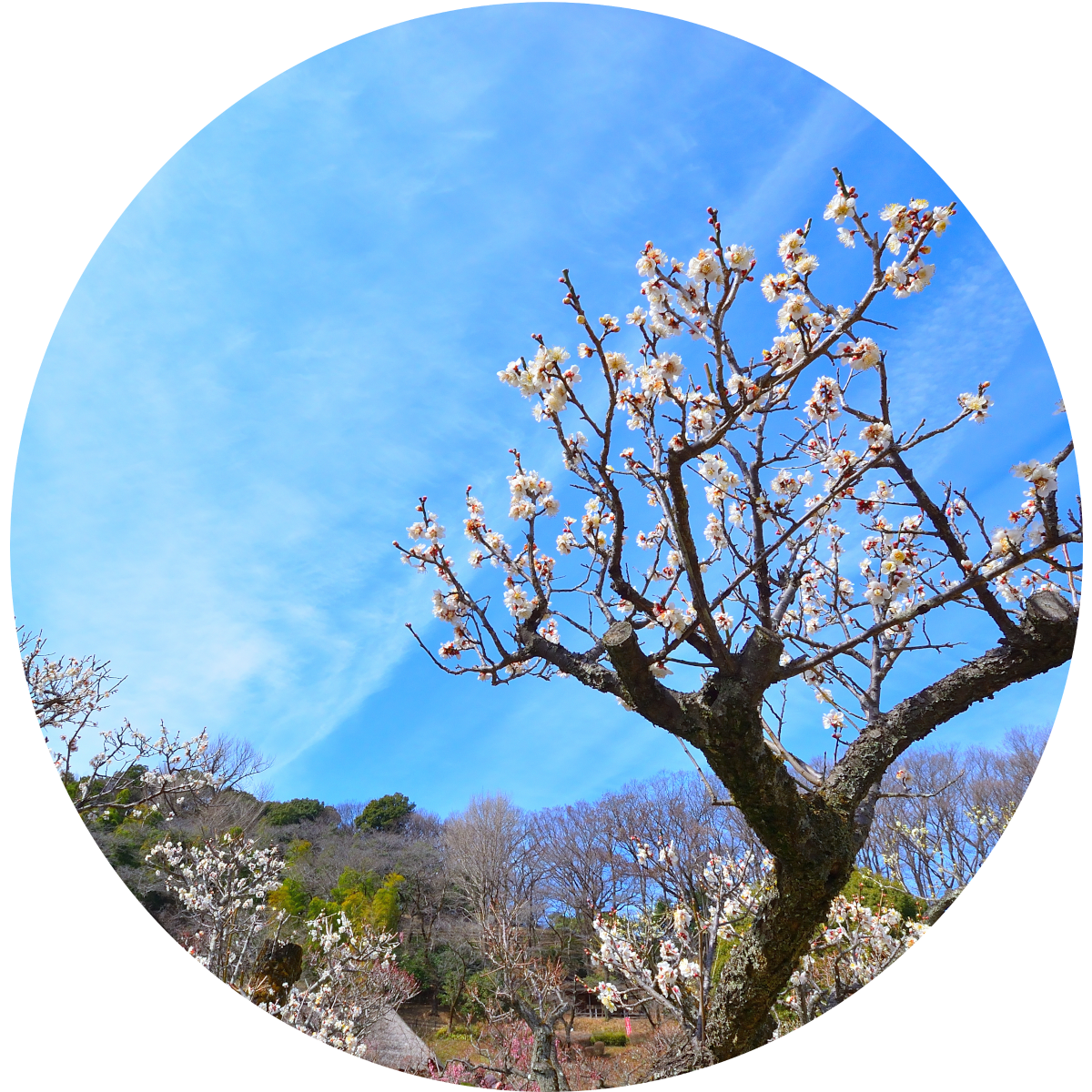 いまが収穫時 日本のかけがえのない資源!?