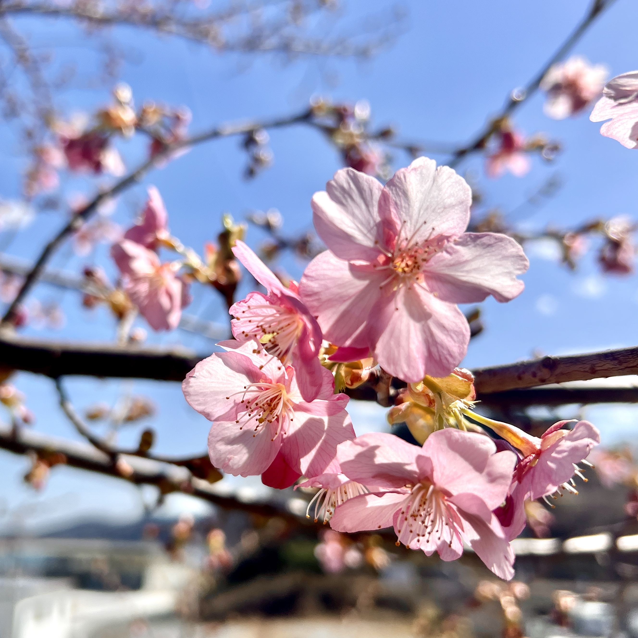【2023年度の桜の彩り、販売終了致します。】