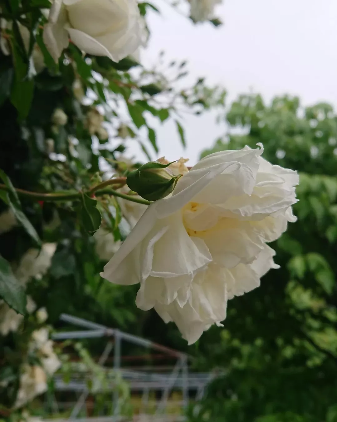 園芸総合センターへ行ってきました