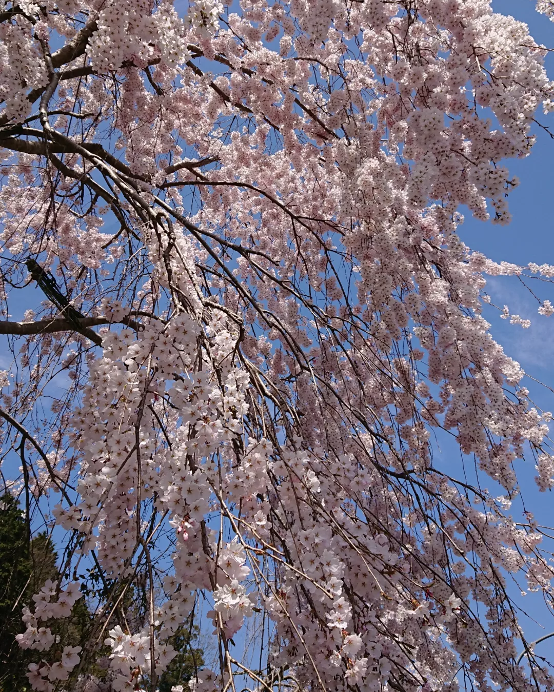 お花見ドライブに行ってきました