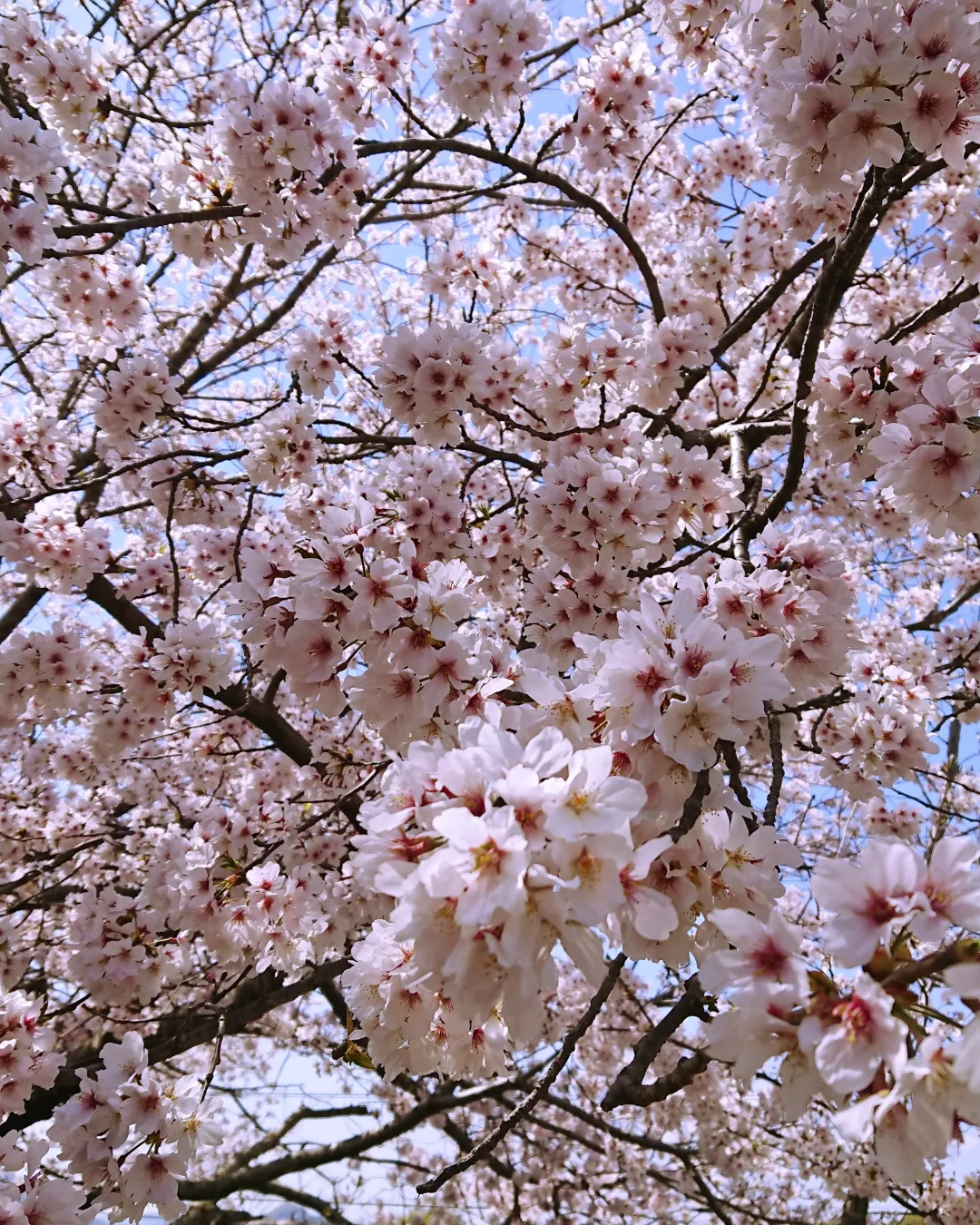 お花見と粘土のあじさいのアレンジメント