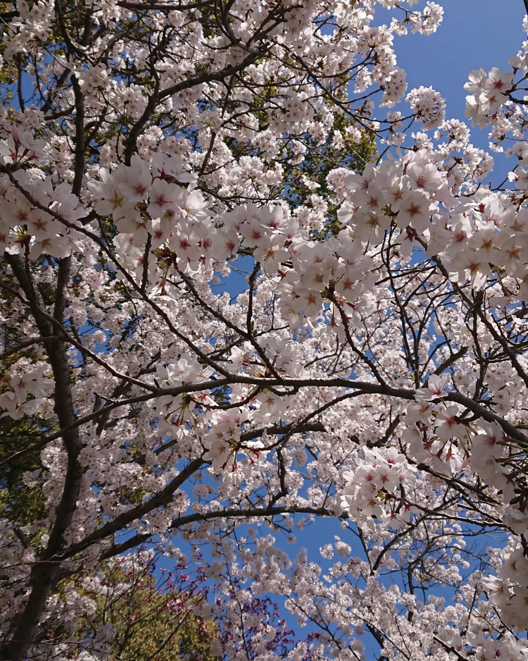 地元の公園に行ってきました
