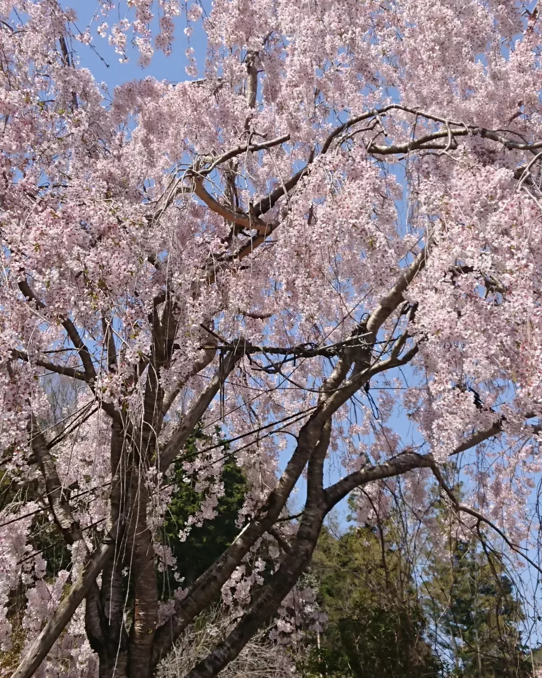 お花巡りに行ってきました