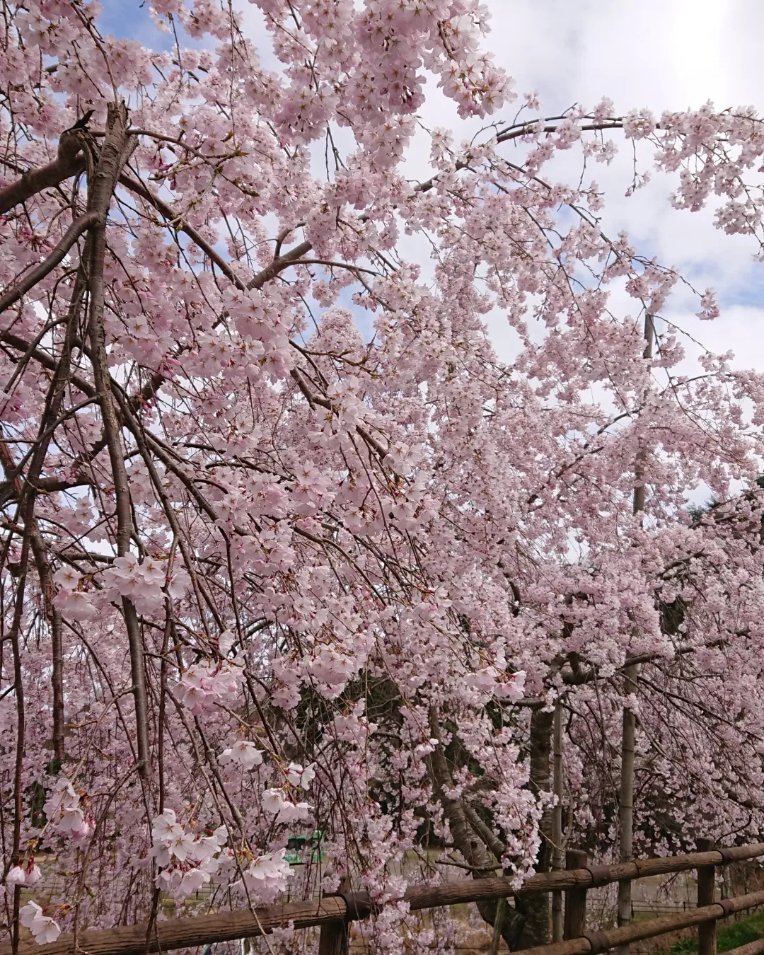 家族とお花見に行ってきました