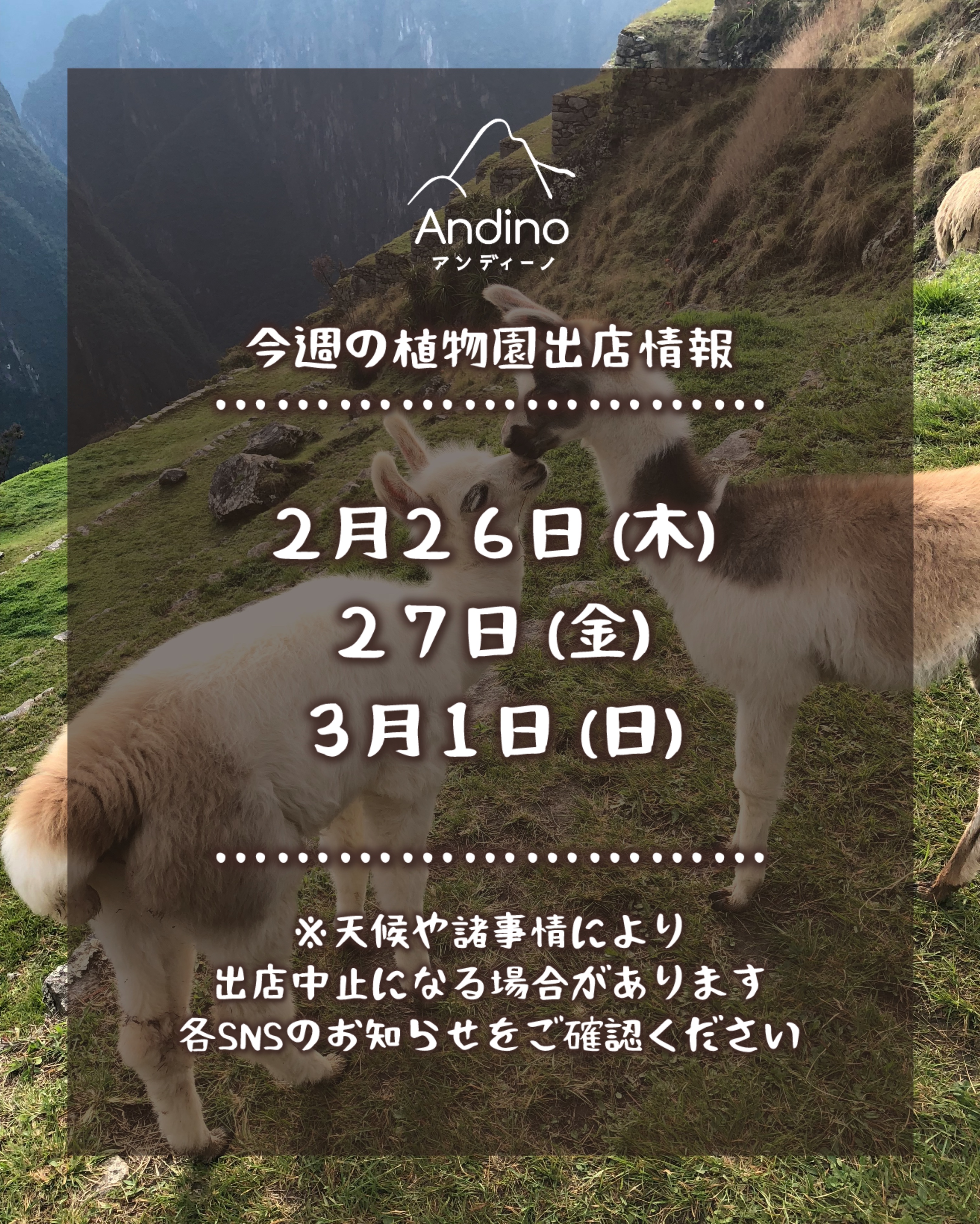 【📢今週の出店予定日のお知らせ🇵🇪2月26日(木)〜】