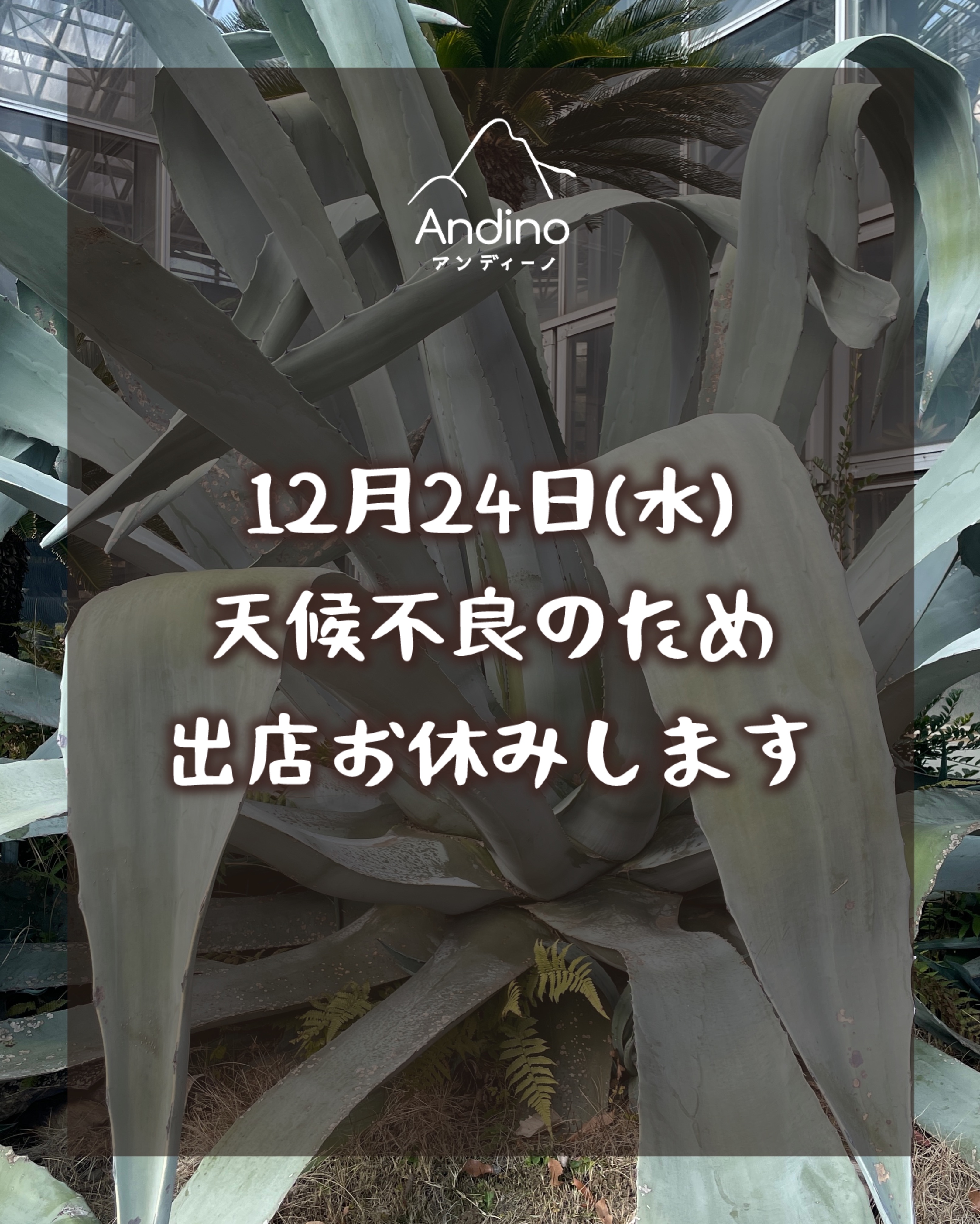 【⚠️12月24日(水)植物園出店お休みのお知らせ】
