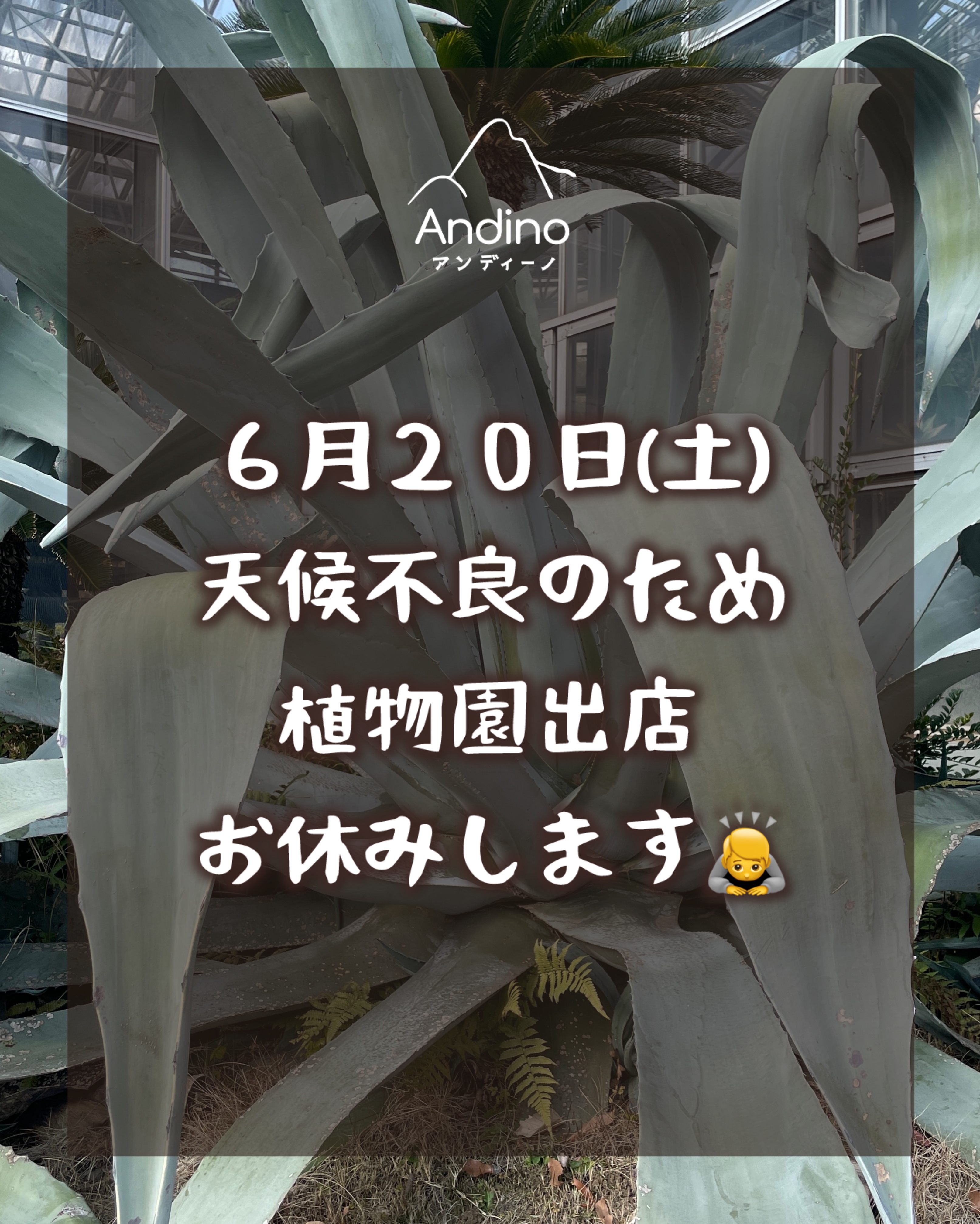 【⚠️本日6/20(土)出店お休みのお知らせ】