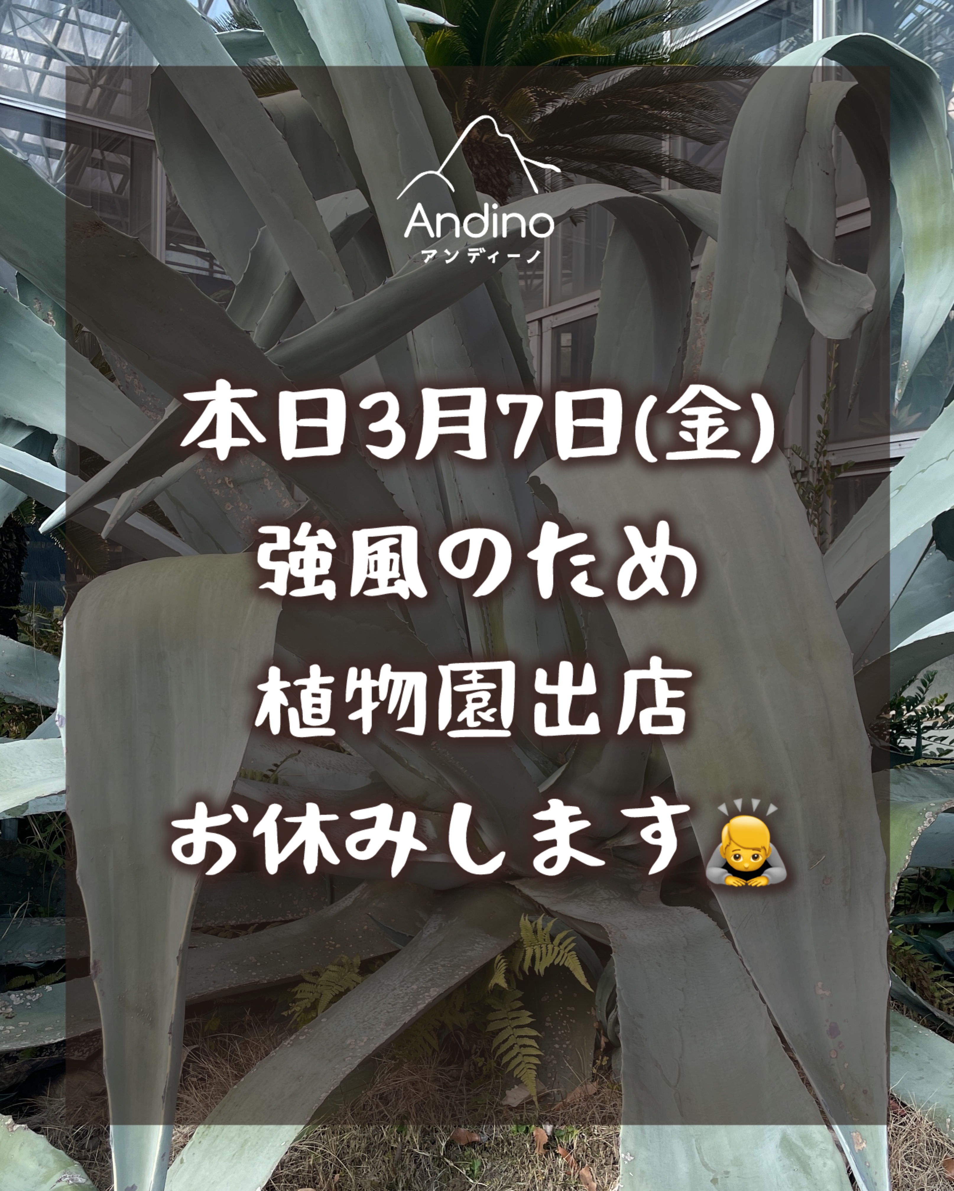 【⚠️3月7日(金) 植物園出店お休みのお知らせ】