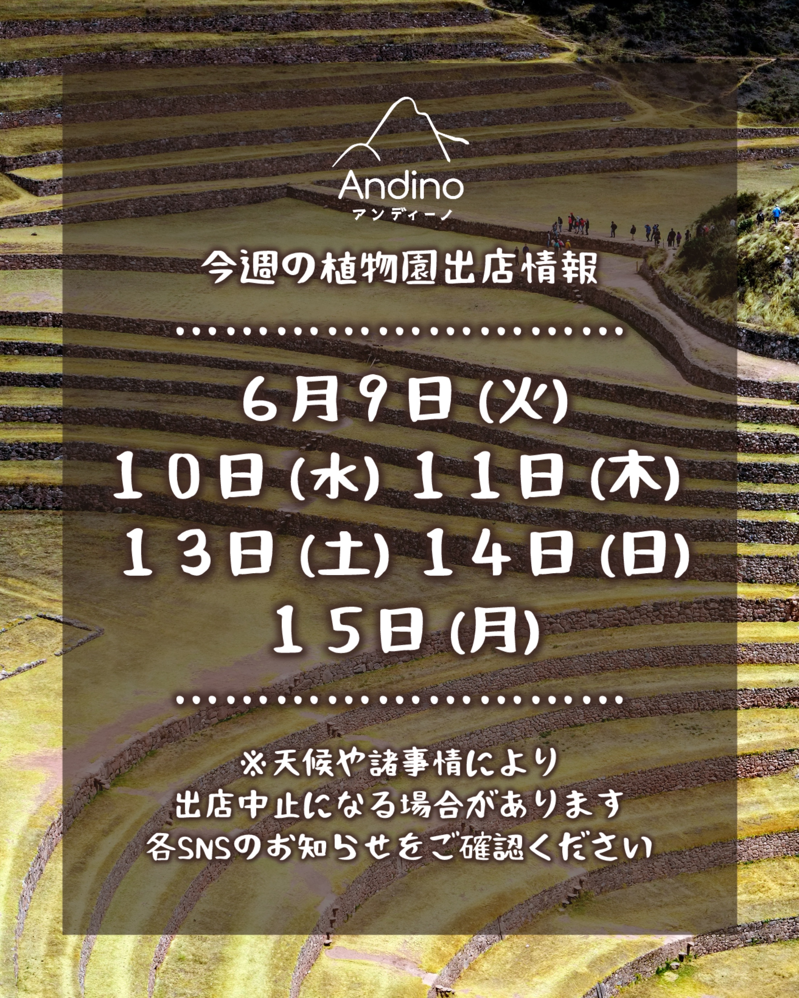 【📢今週の出店予定日のお知らせ🇵🇪6月9日(火)〜】