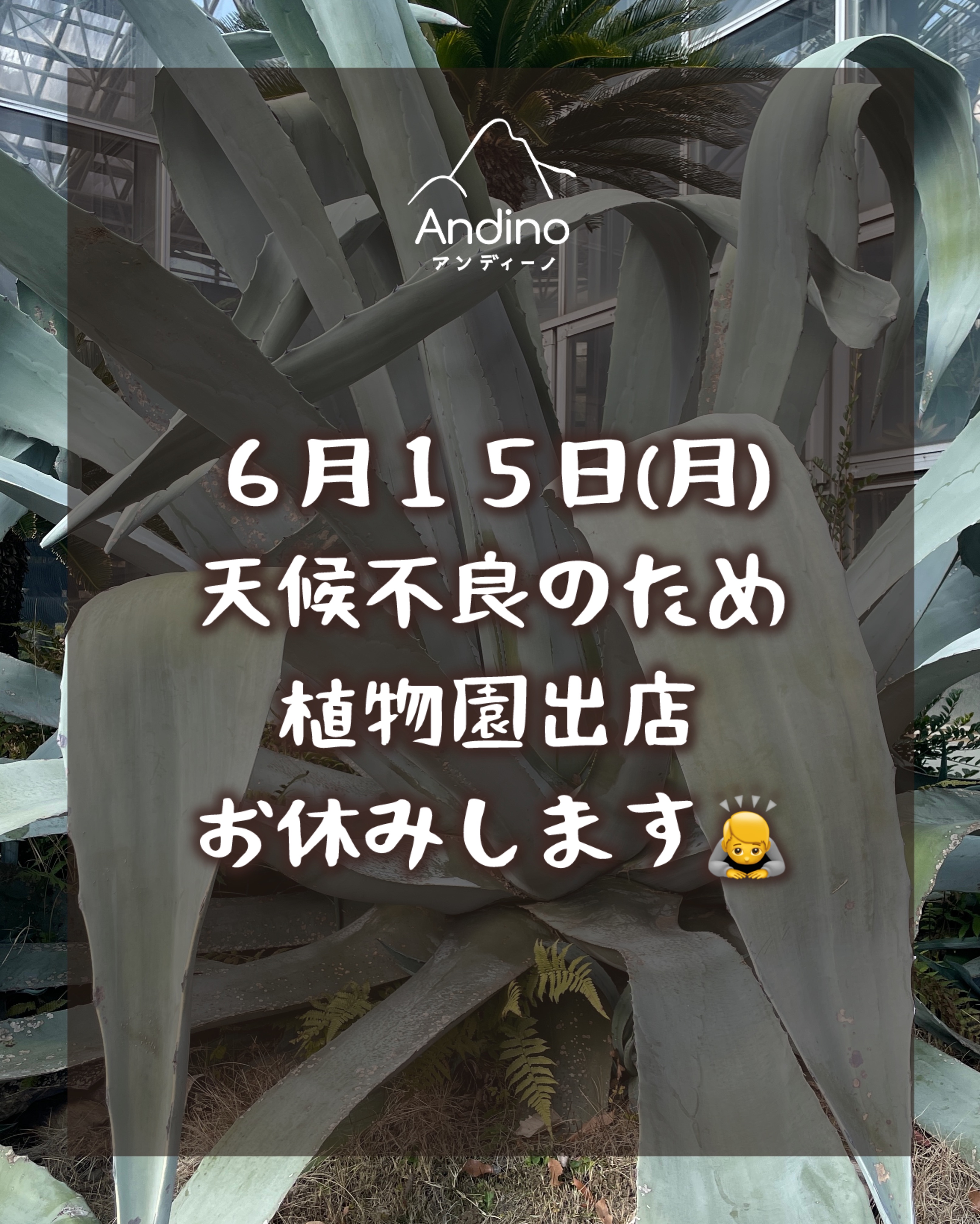 【⚠️本日6/15(月)出店お休みのお知らせ】