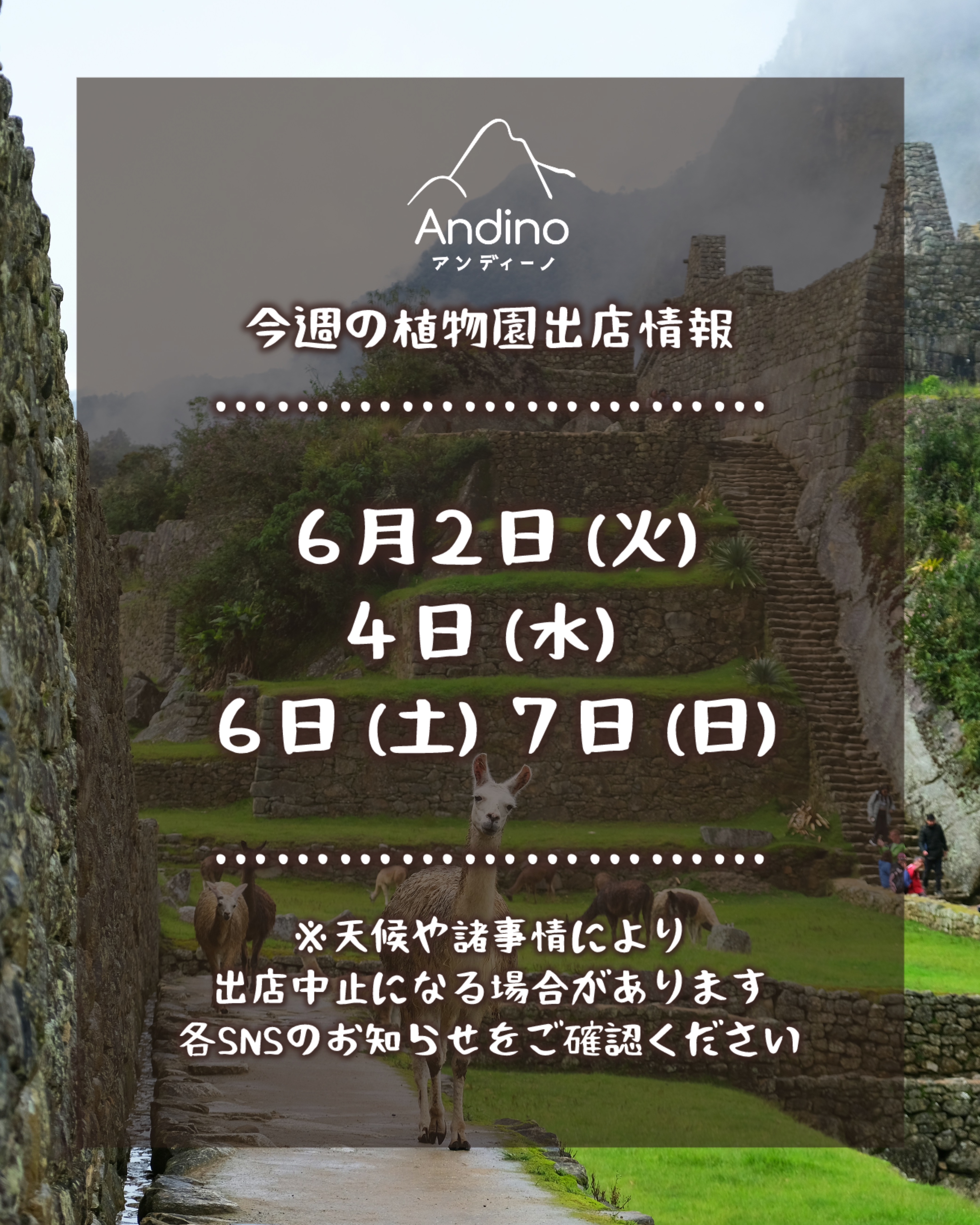 【📢今週の出店予定日のお知らせ🇵🇪6月2日(火)〜】