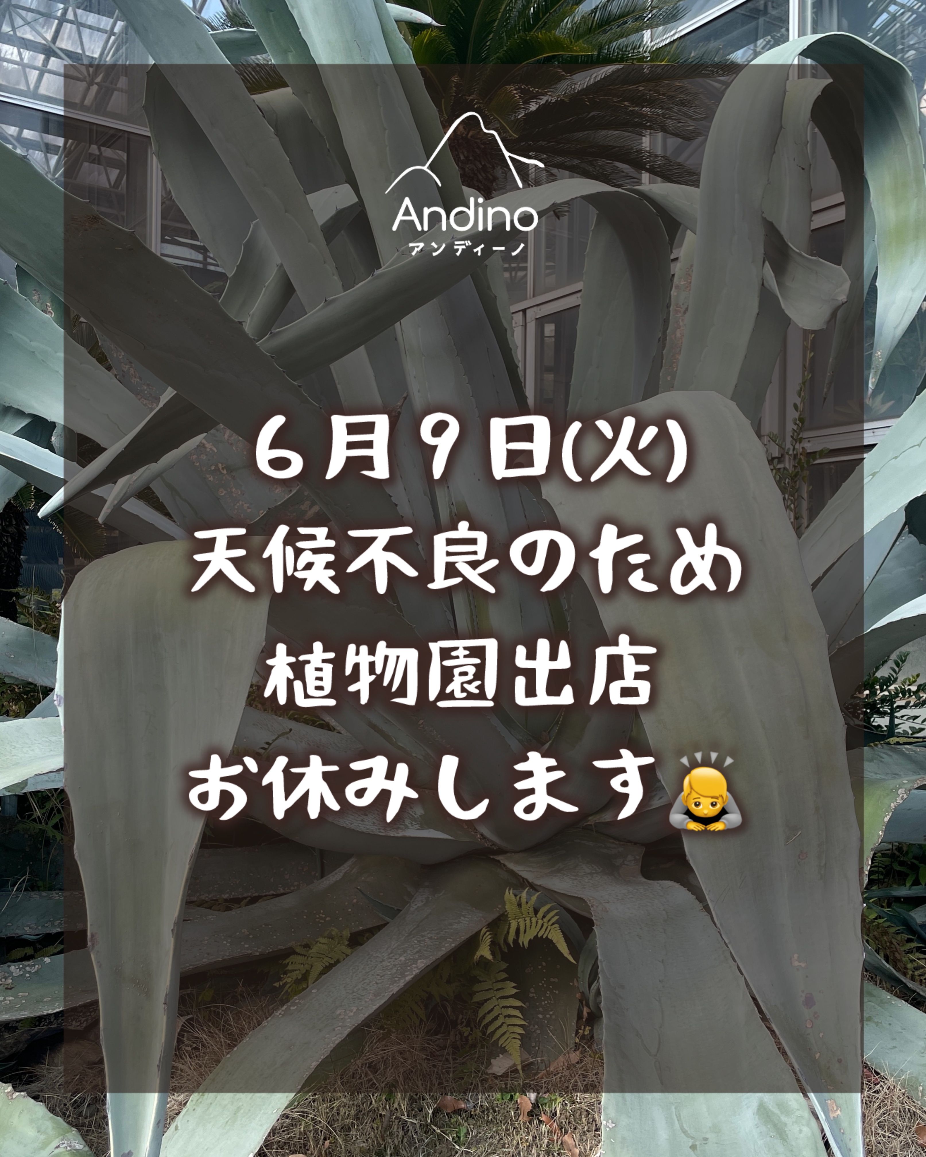 【⚠️本日6/9(火)出店お休みのお知らせ】