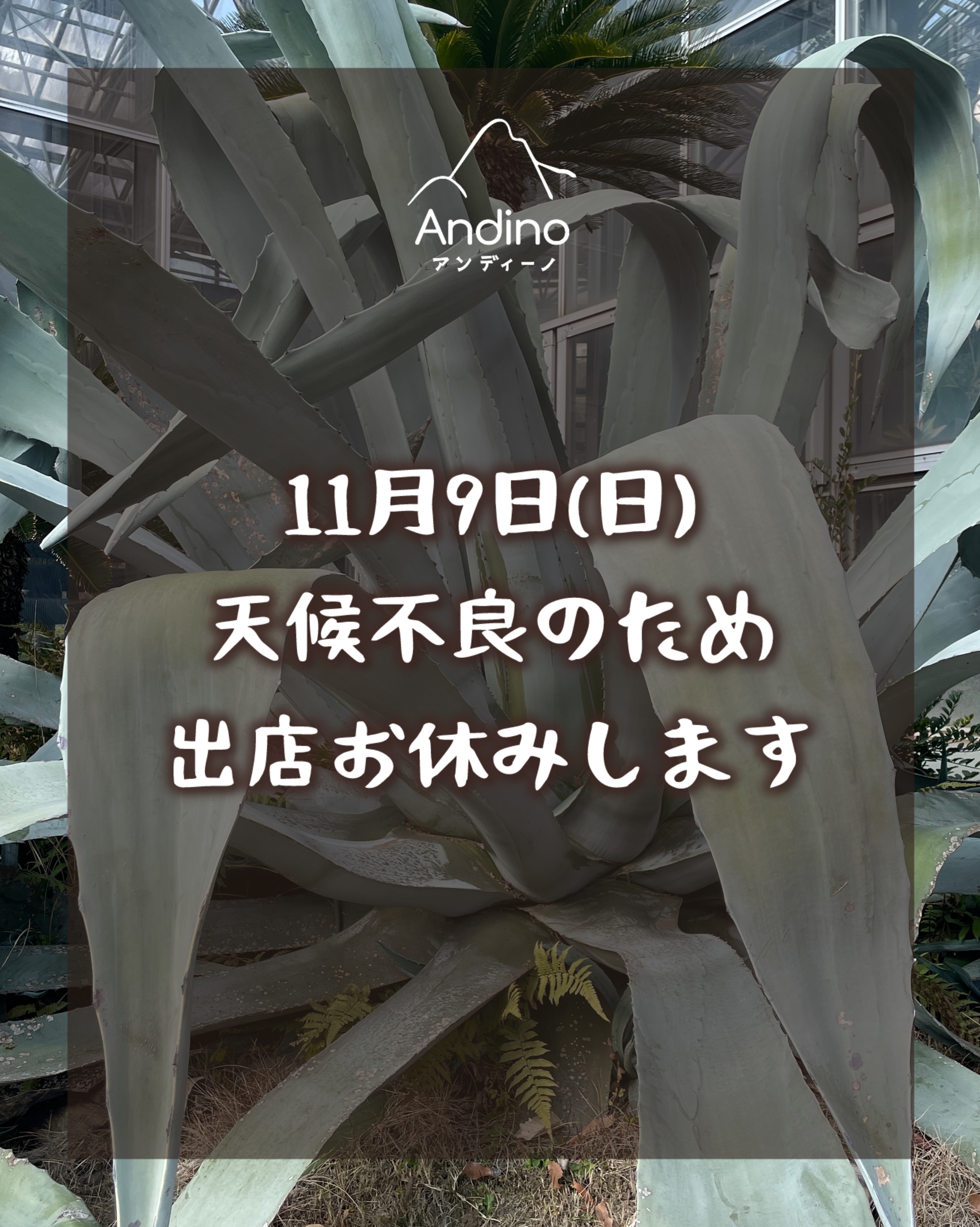【⚠️11月9日(日)植物園出店お休みのお知らせ】