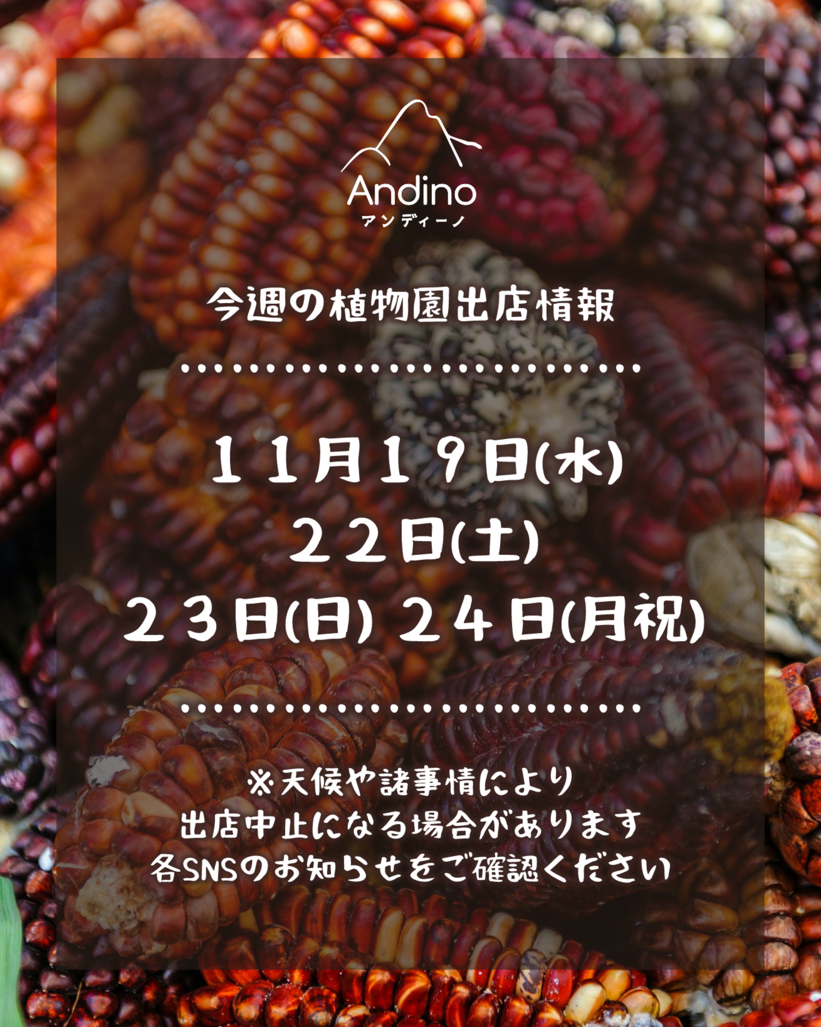 【📢今週の出店予定日のお知らせ🇵🇪11月19日(水)〜11月24日(月祝)】