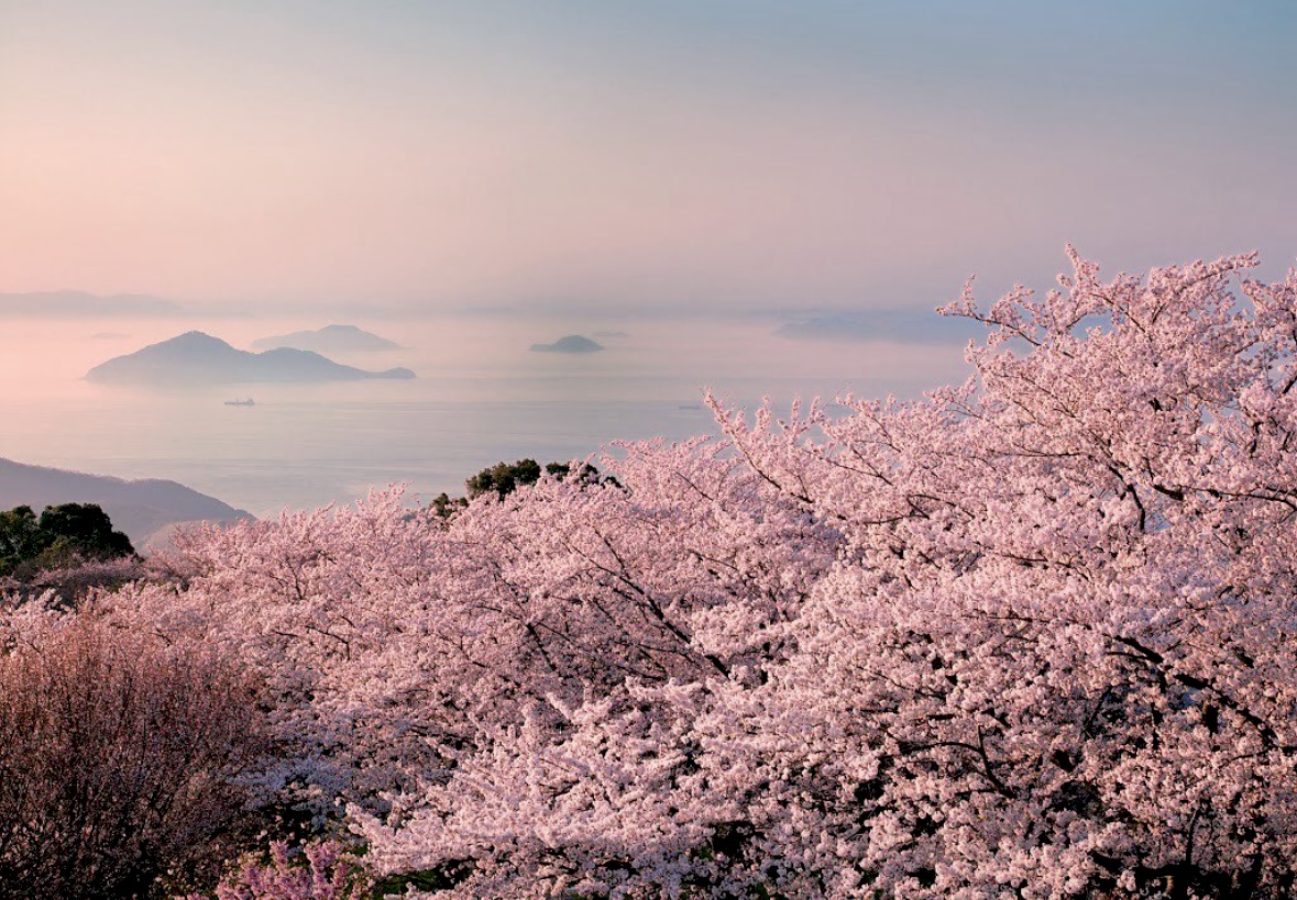 紫雲出山のあじさいをドライフラワーに！