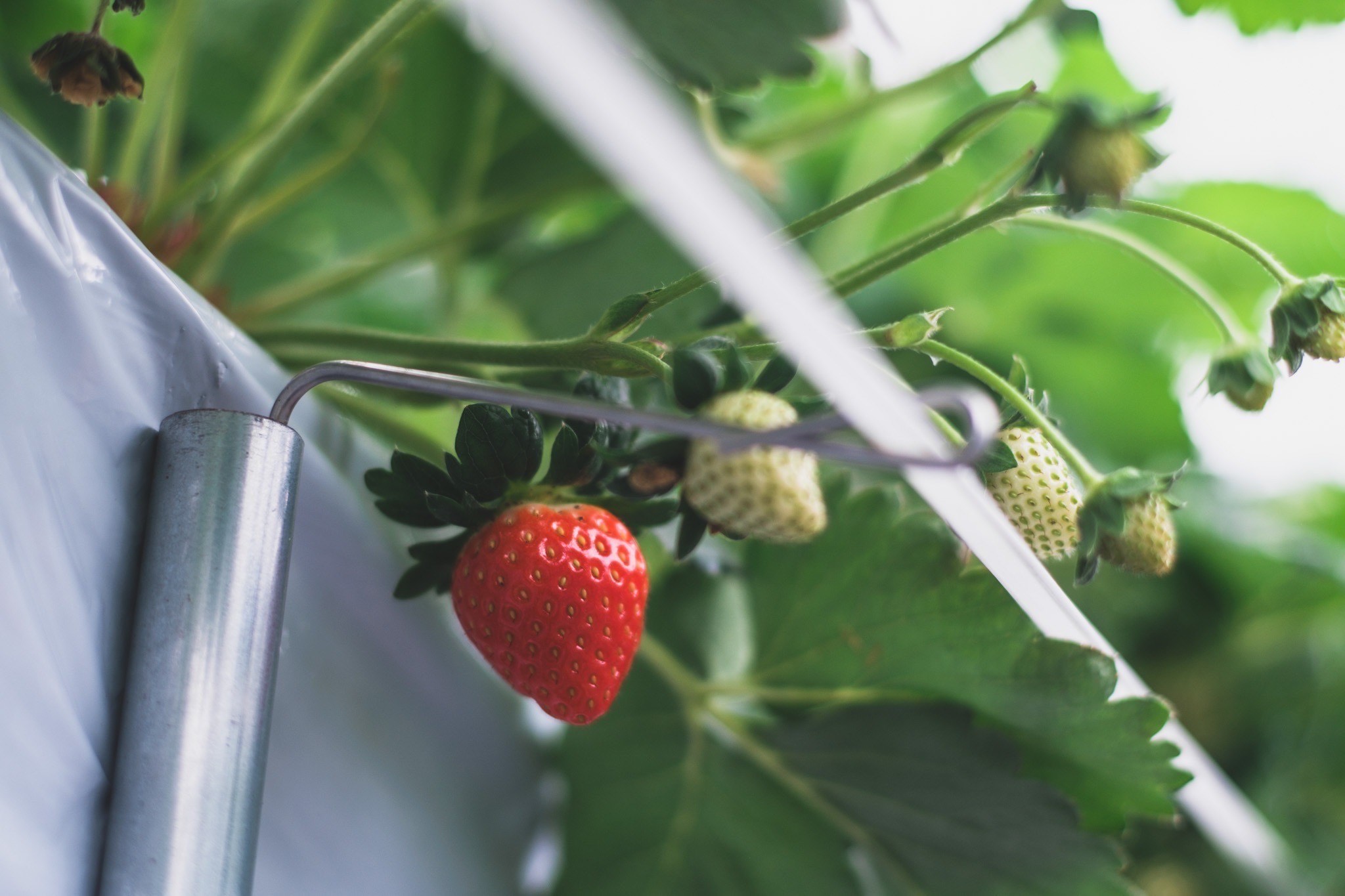 2026年が始まります！