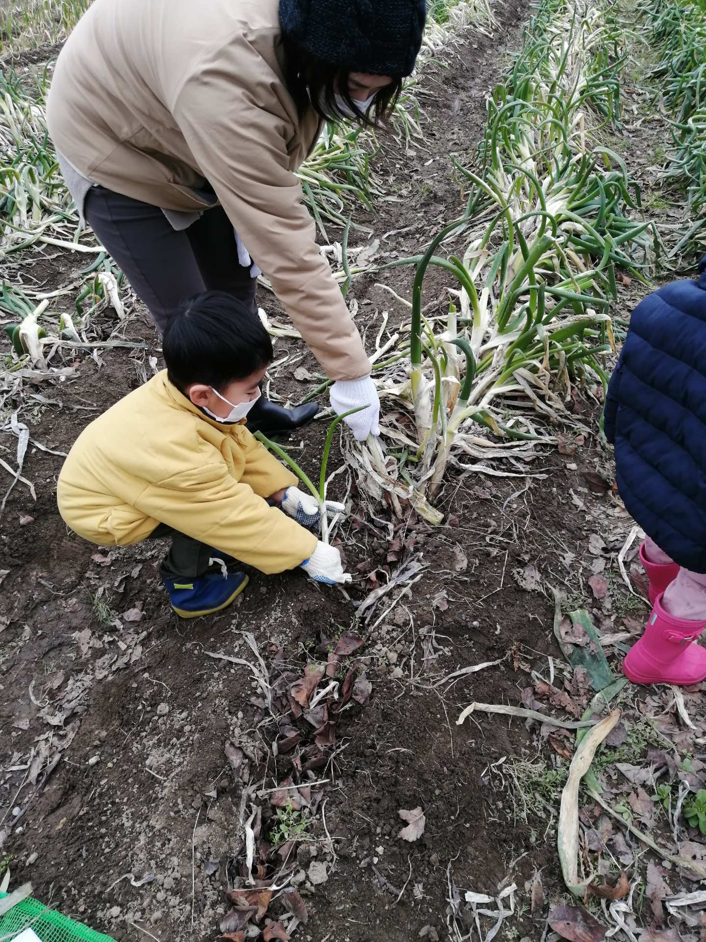 ねぎの収穫体験、親子で参加♡楽しんでいただきました❣