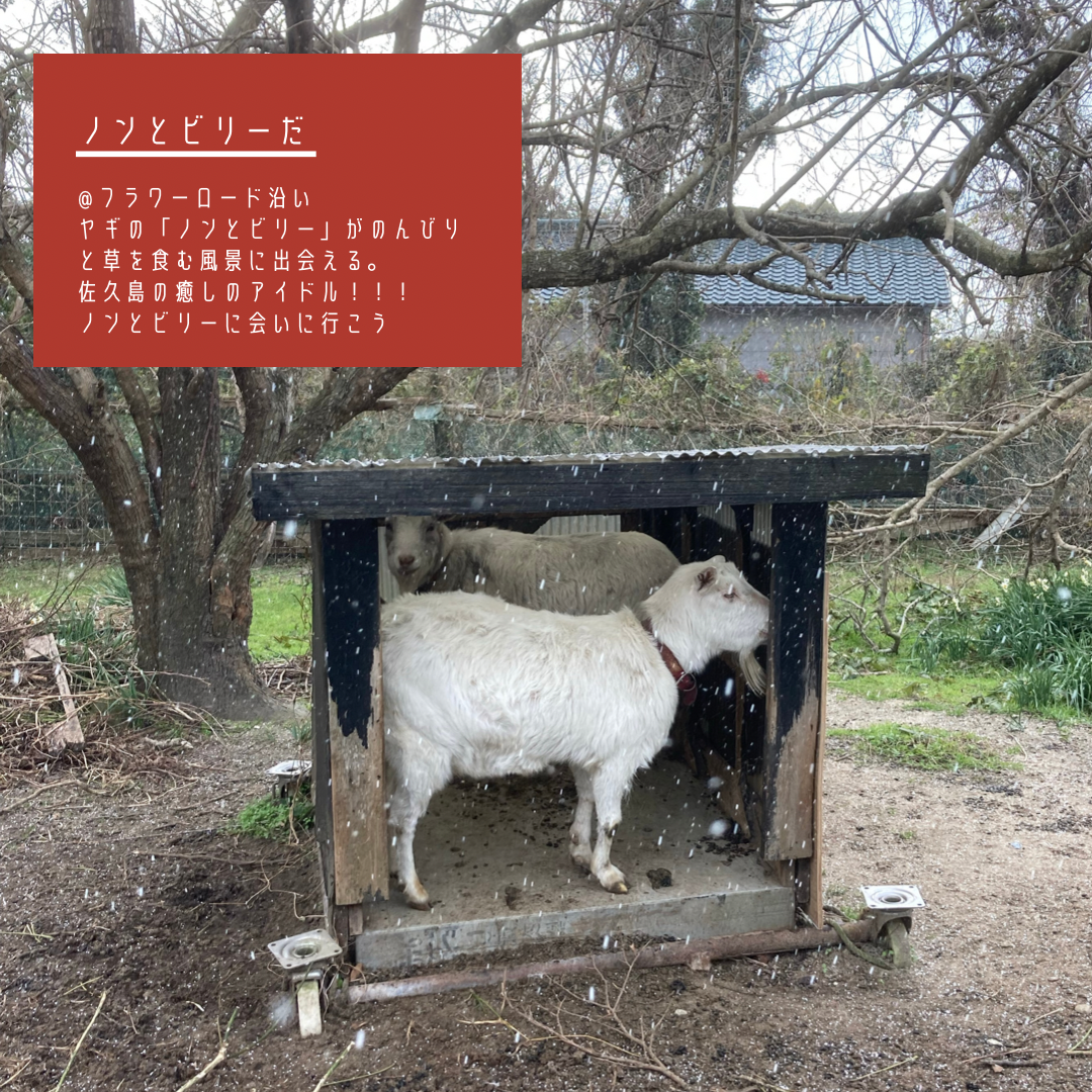 ■コラボ第2弾（勝手に）⑥■　ノンとビリーだ