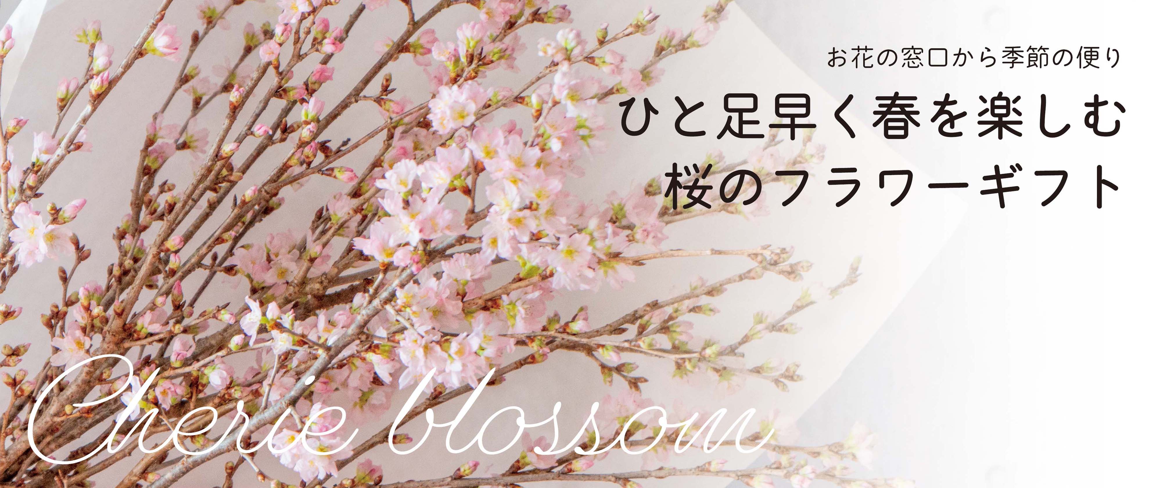 一足先に春を呼び込む お花の窓口の「啓翁桜」ギフト