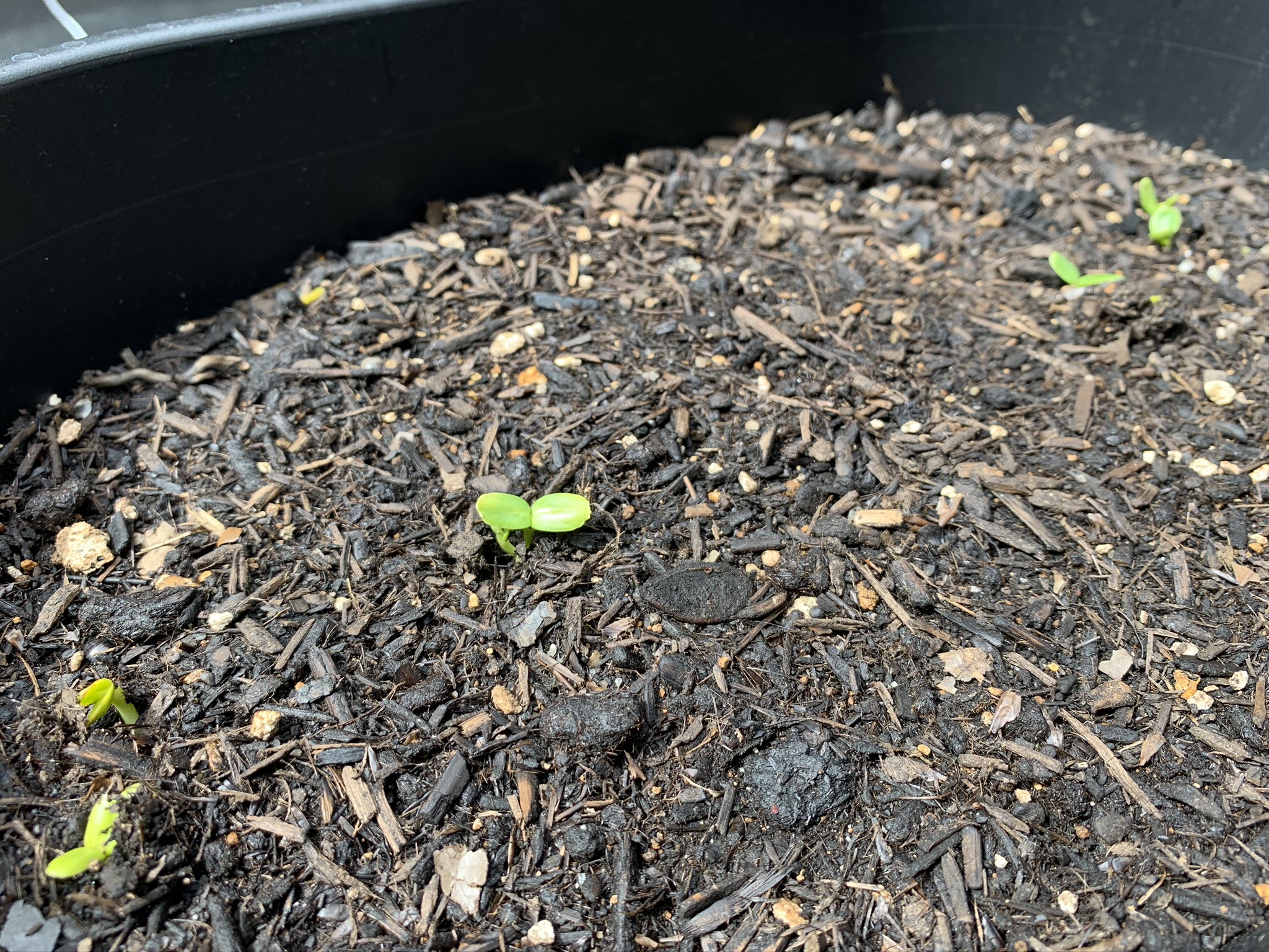 じぶんなりに、あかるく