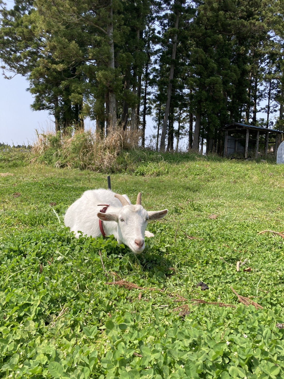 ヤギとニワトリ