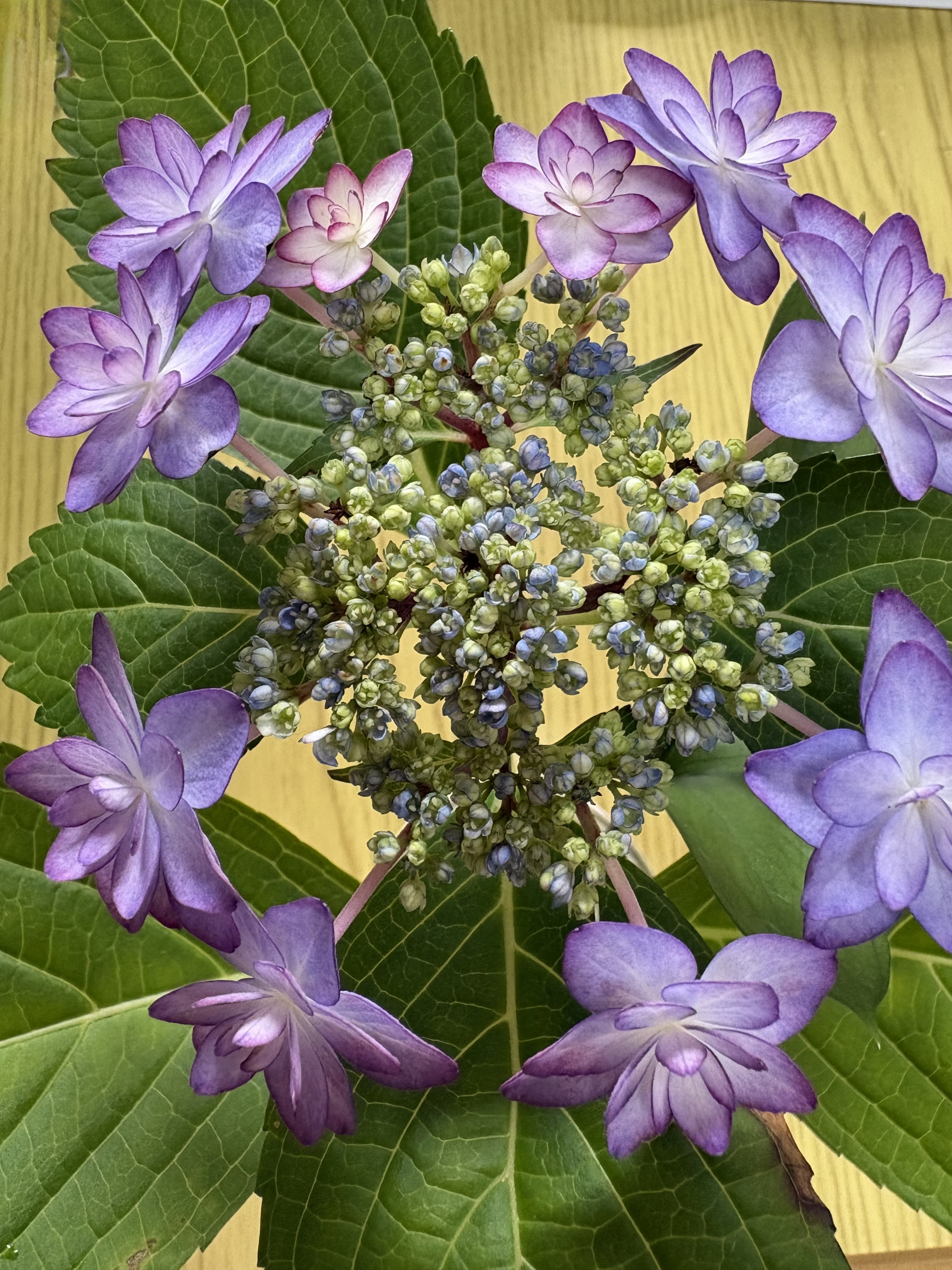 紫陽花
