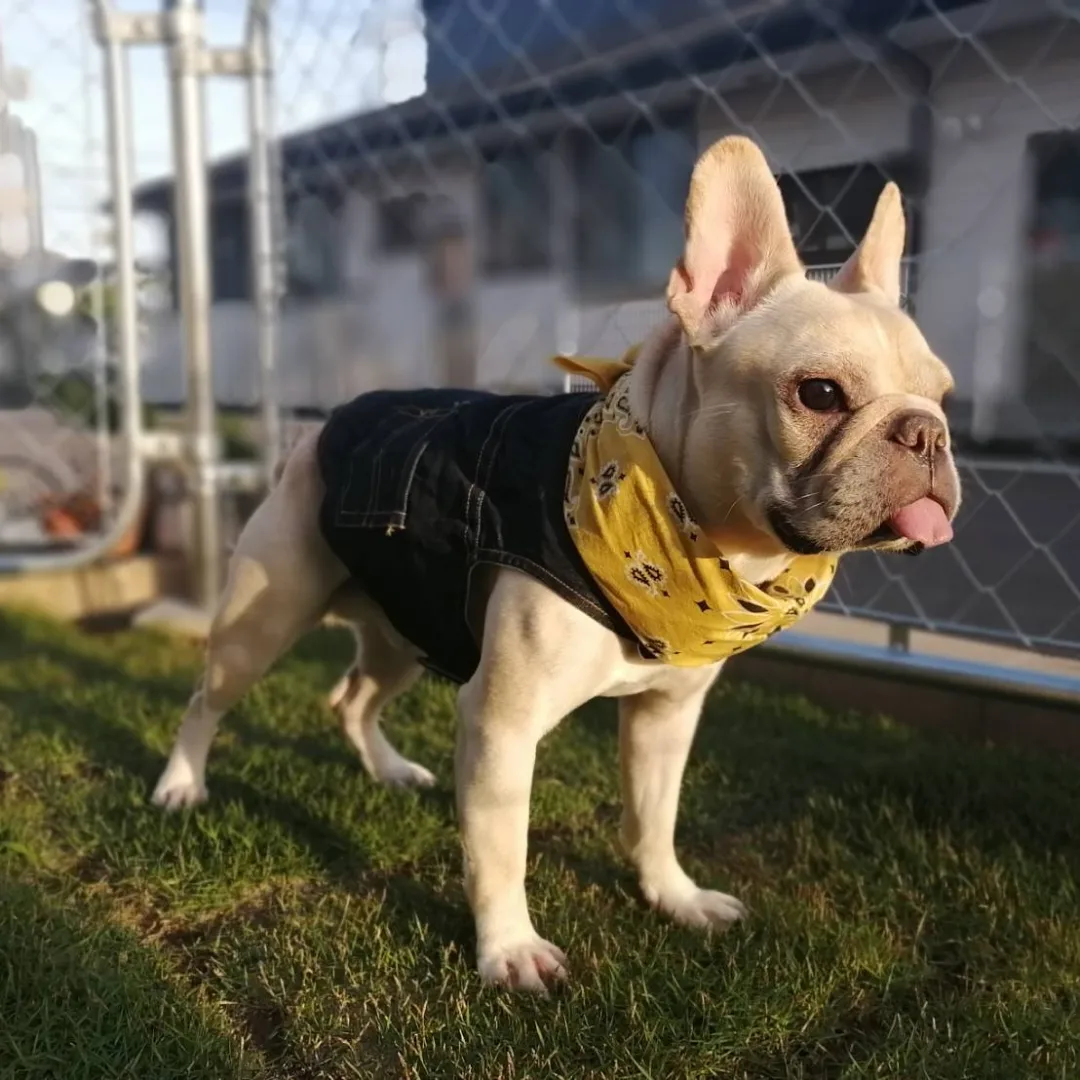 🆕デニムベスト