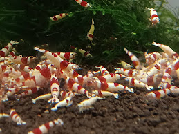 エビが死ぬ原因
