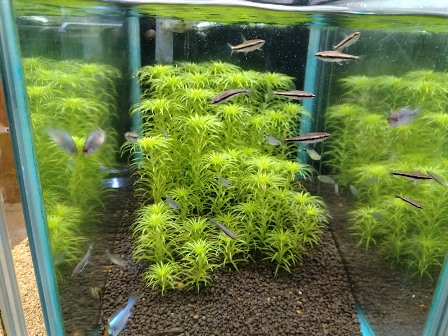 ３　バクテリアのおかげです