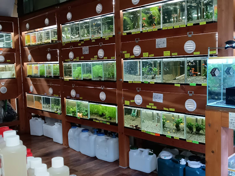 !! 観賞魚と飼育用品、ADA製品の入荷情報