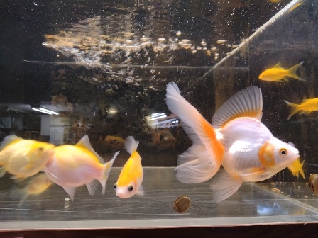 ２　植物性プランクトンに恵まれた場所