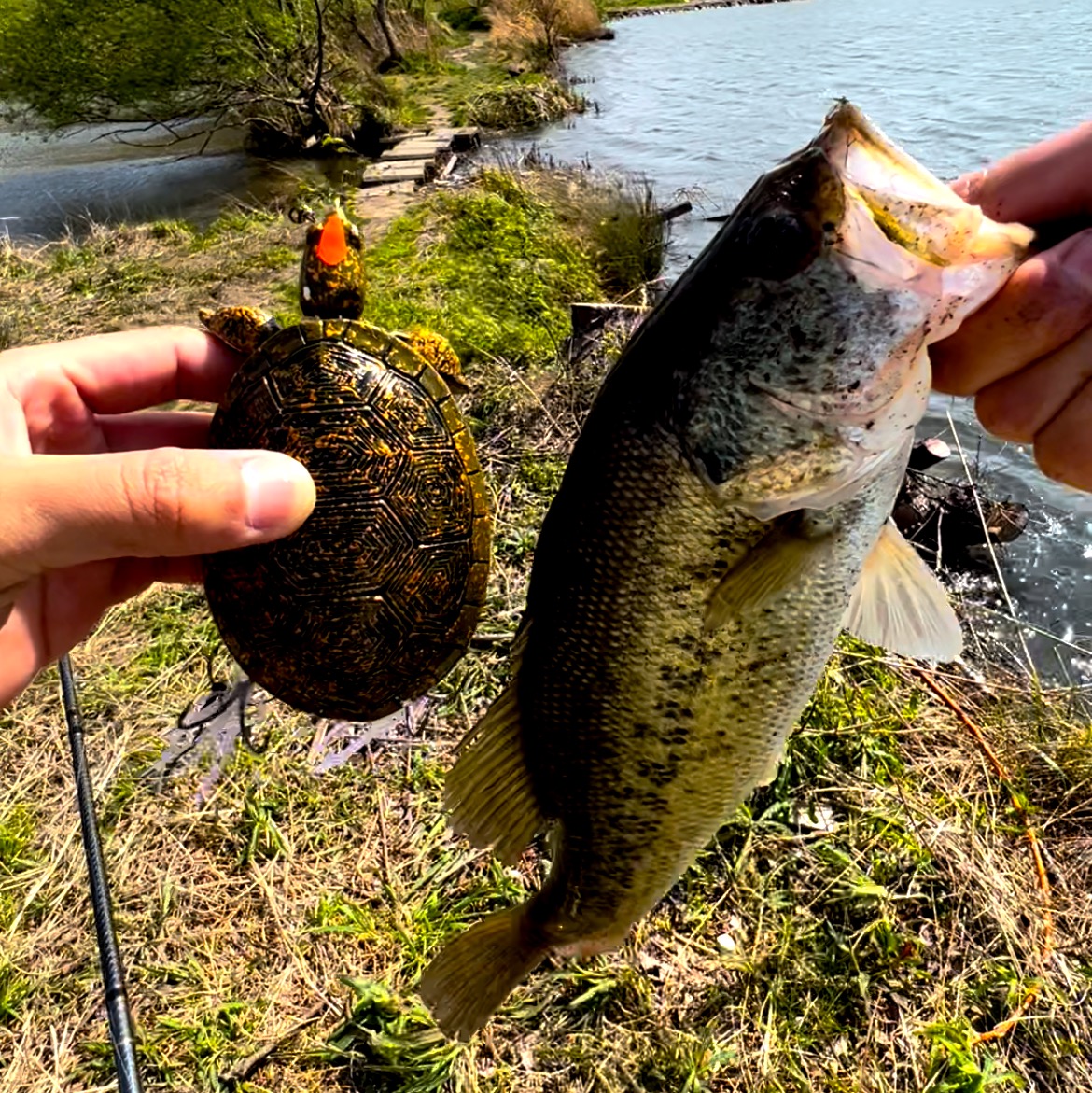 亀ルアーの釣果①