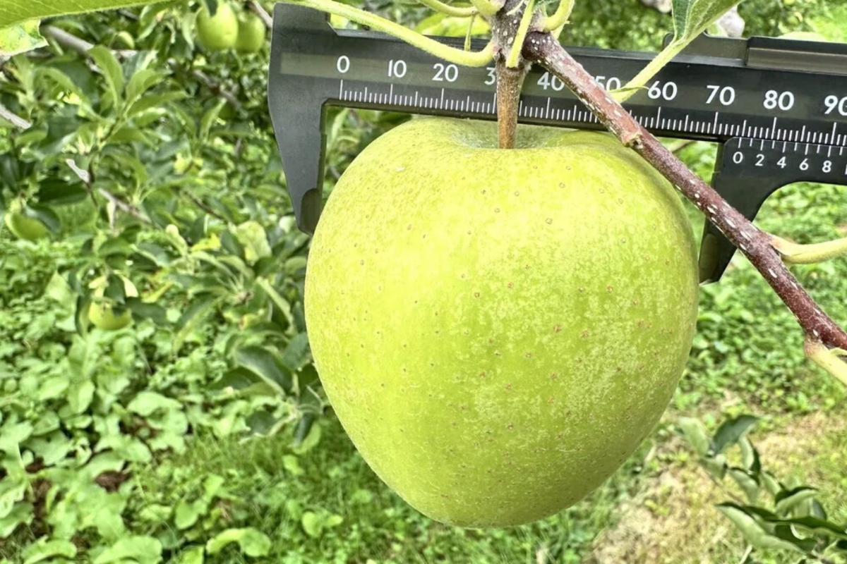 現在の「王林」