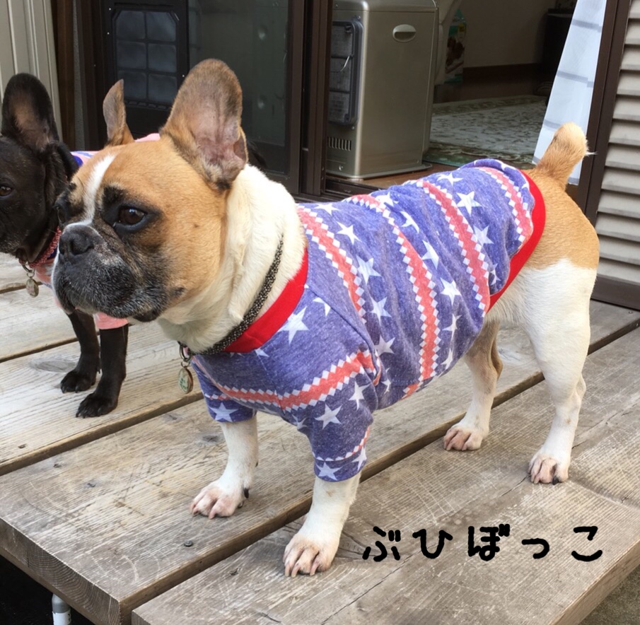 星ボーダーシャツ販売開始