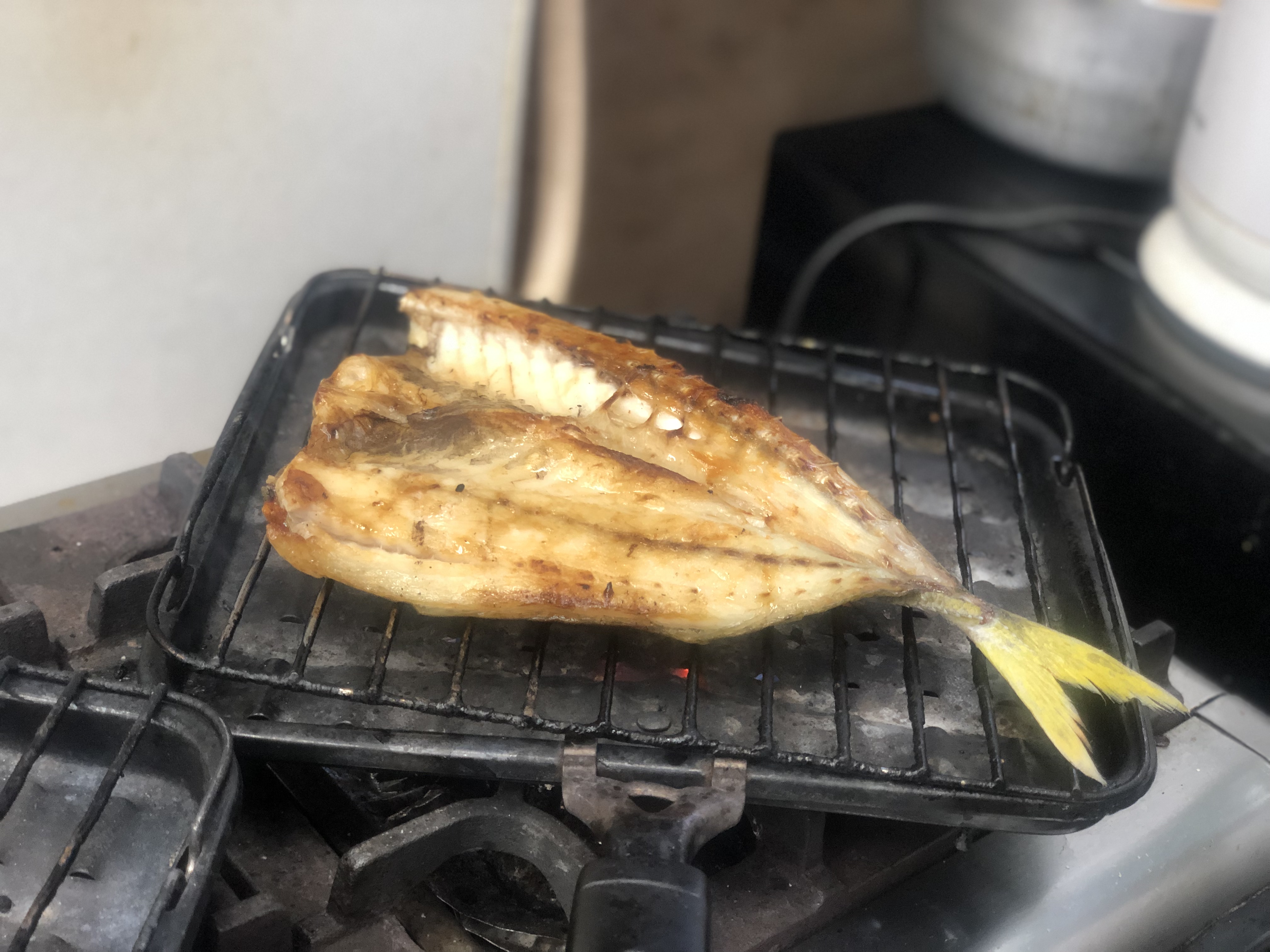 まるまる鯵