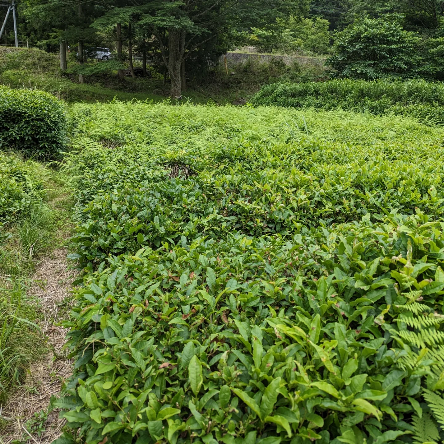 ありがとう、雑草。また抜くね。