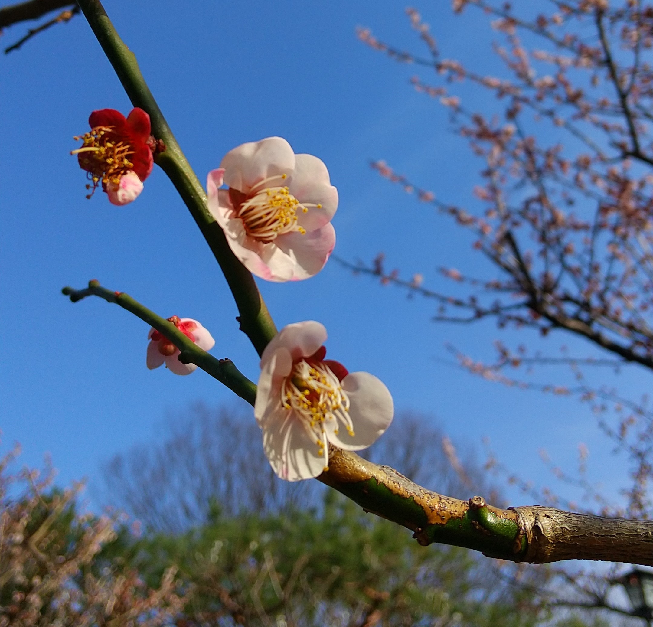 茶筒を使ってお茶をもっと楽しんでみませんか？