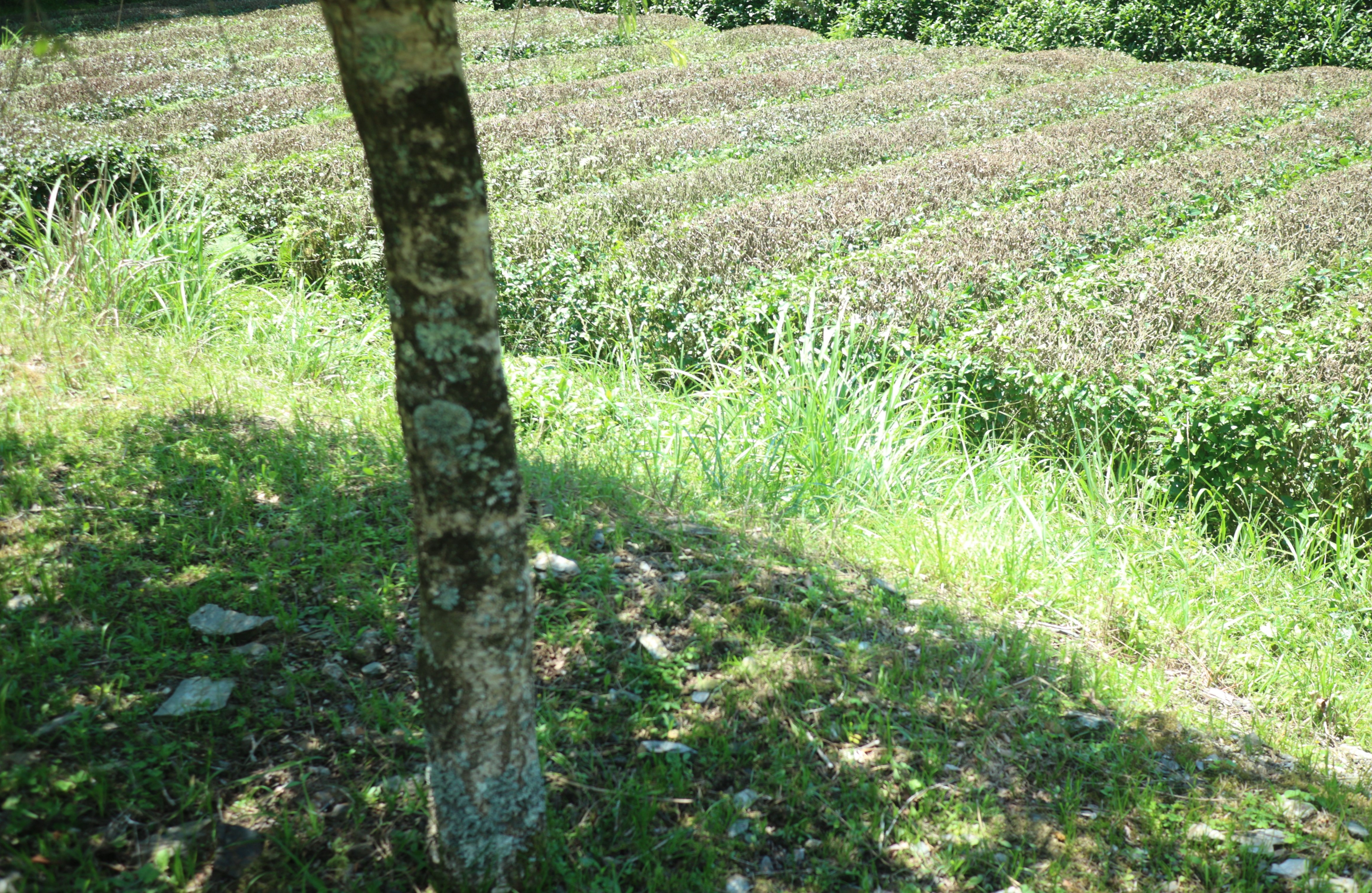「豆ごろ・なかむら」様（群馬県）にて、空洞庵のお茶をご購入いただけるようになりました