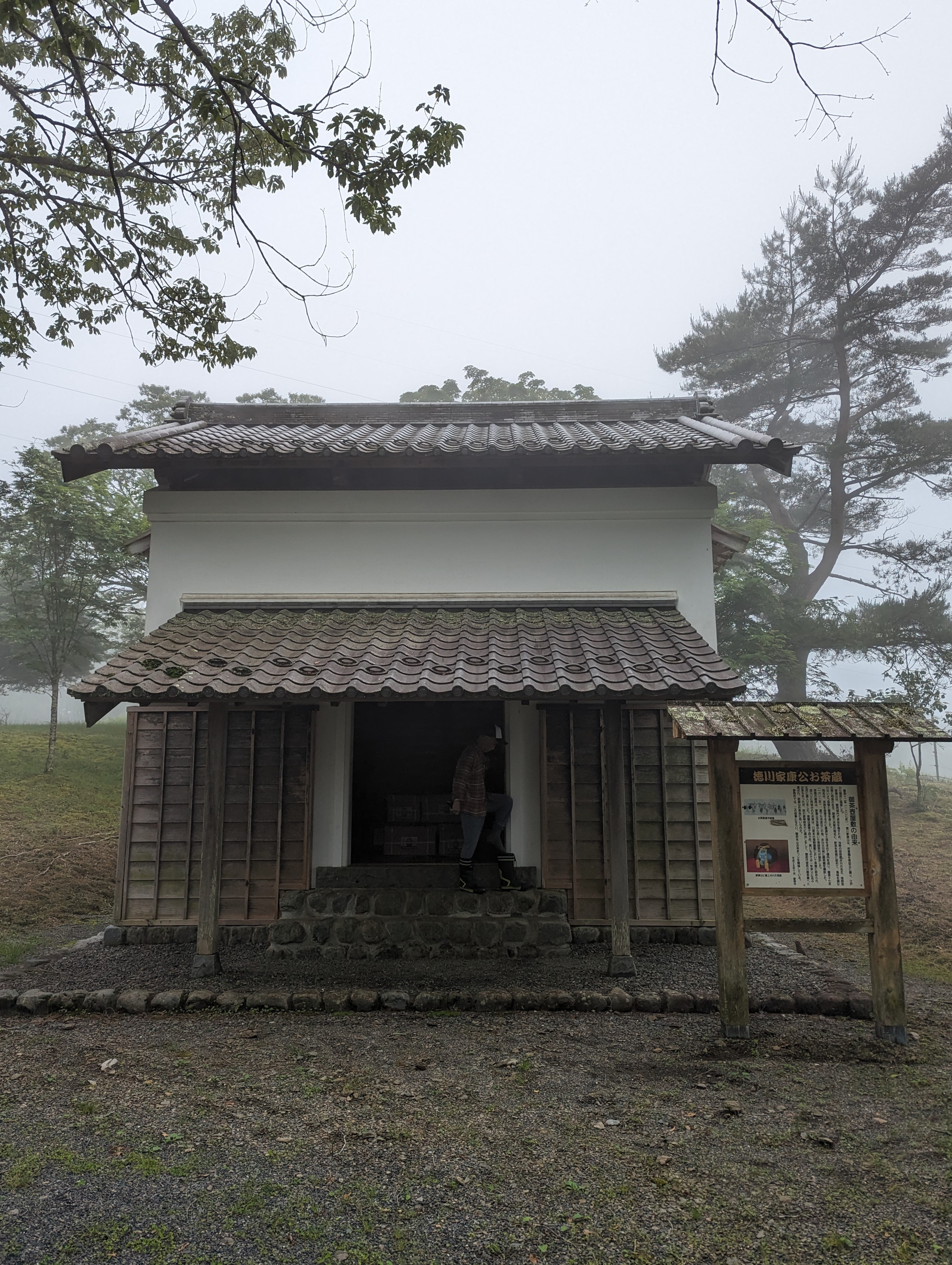2023年新茶販売のお知らせ～11月頃～