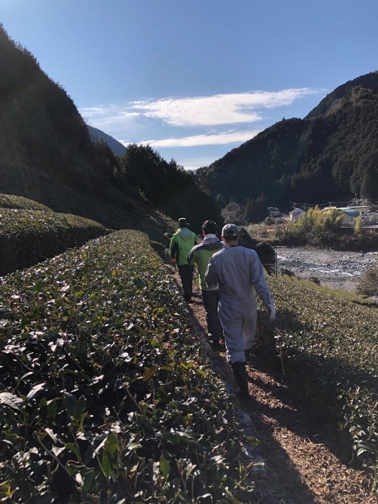 在来茶畑広げ隊～梅ヶ島篇・１日目～