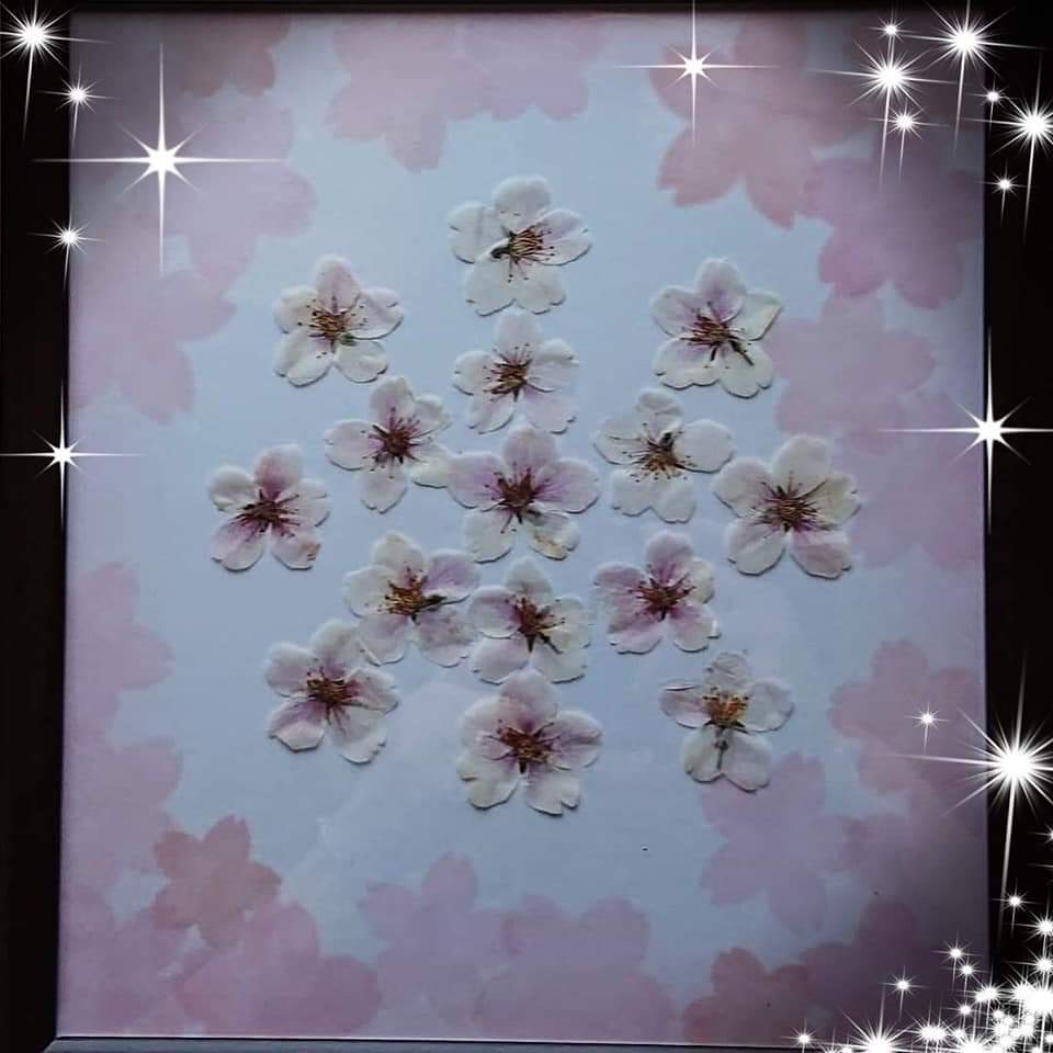 桜の花☆曼陀羅