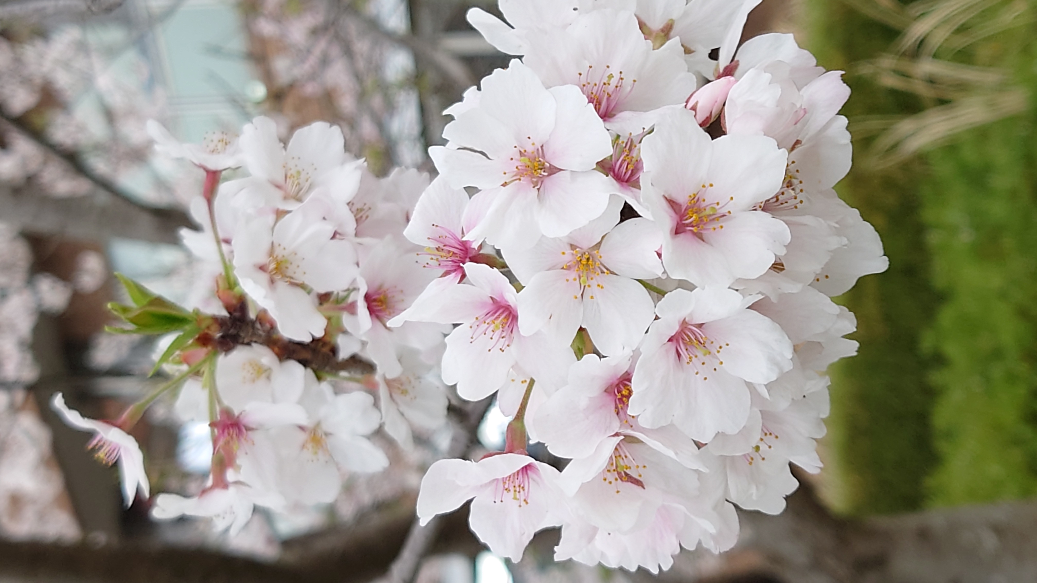 桜の花